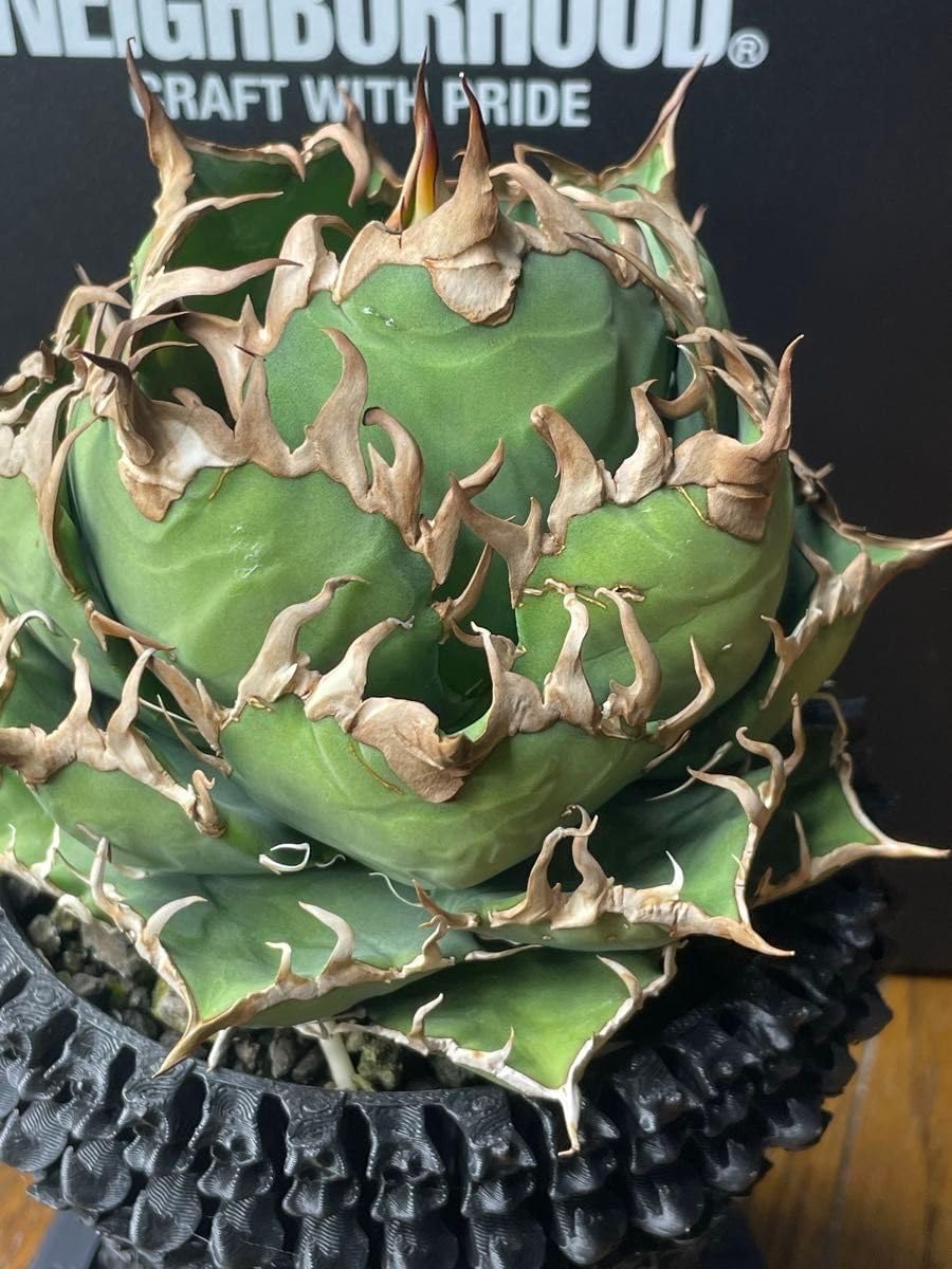 シーザーボール シーザー アガベ チタノタ 強棘 特選 アガベ 厳選