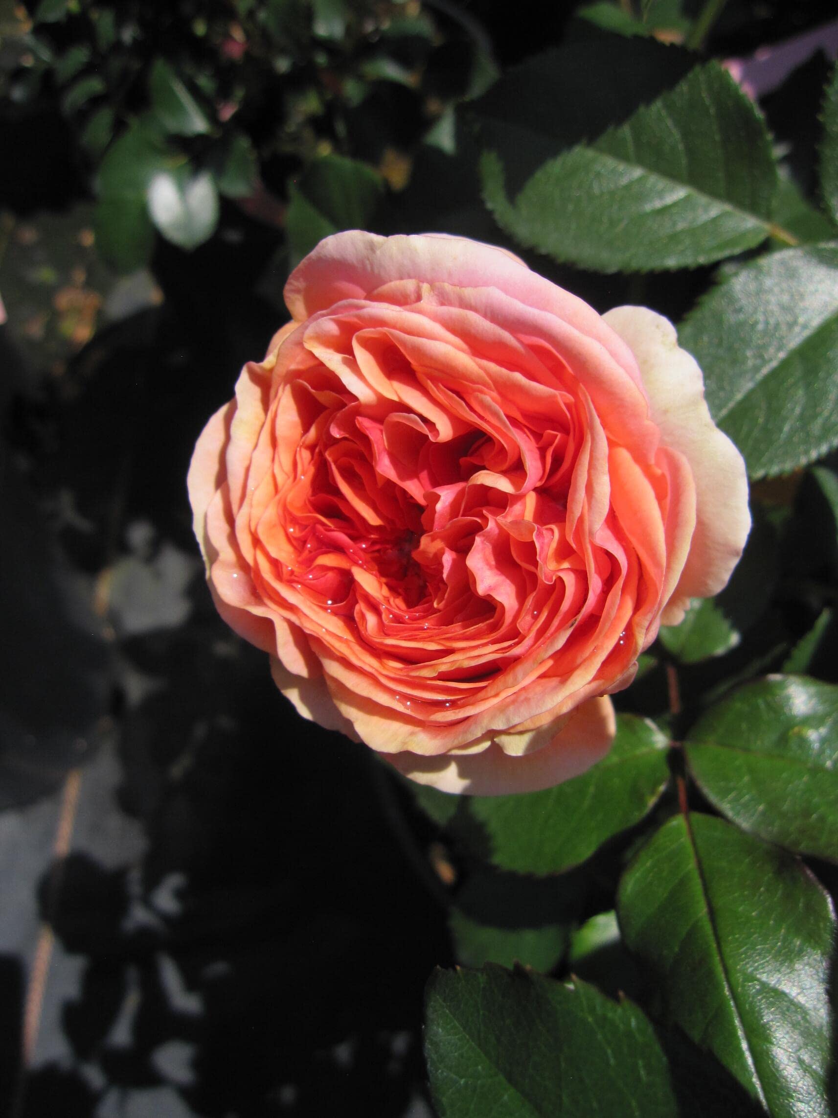 Nostalgie - Edelrose - Rosa Chippendale® - dunkelorange - Duft ++ - Tantau Rose