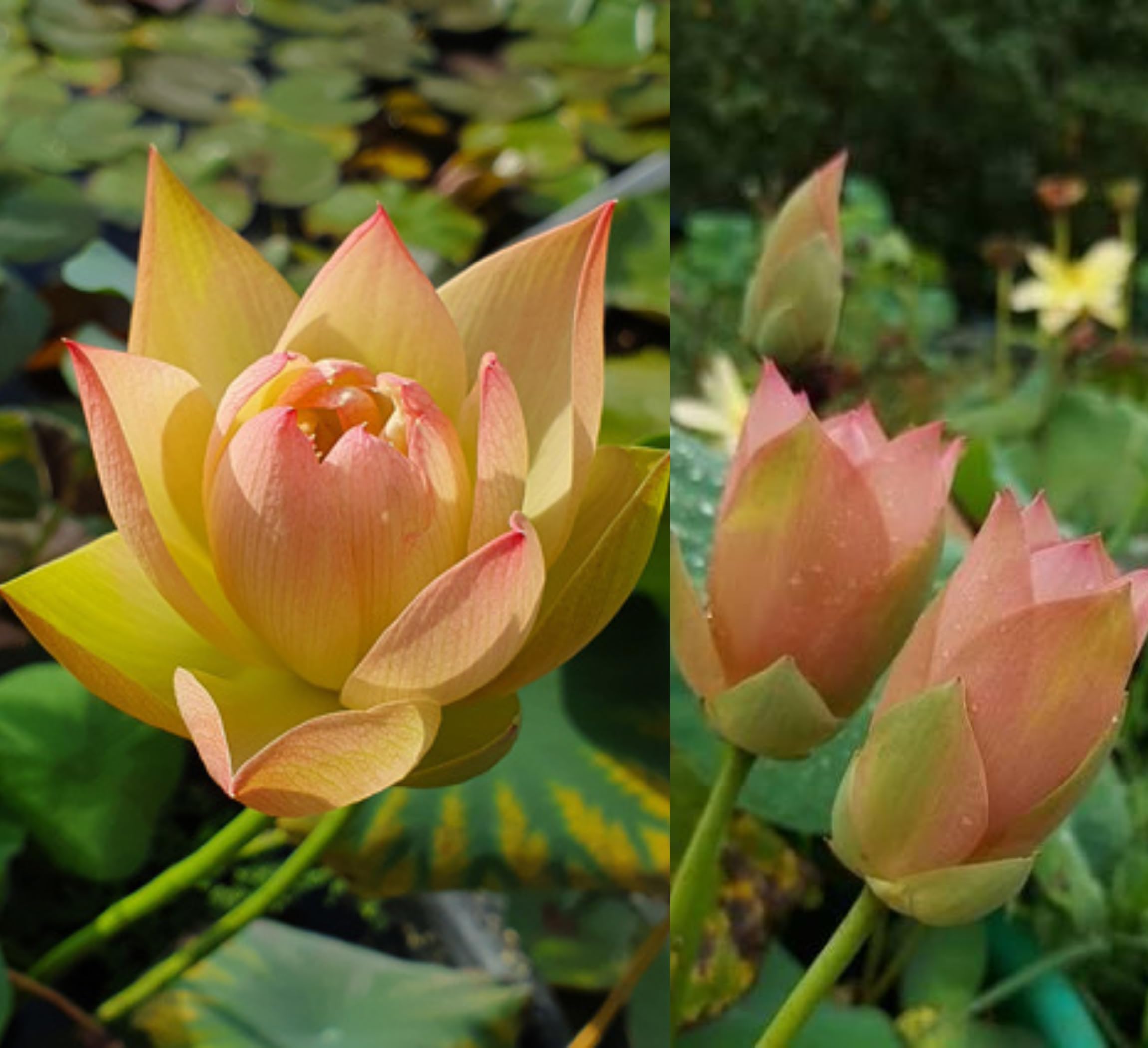 Red Lotus Plant - Blooms in 30 Days! -13