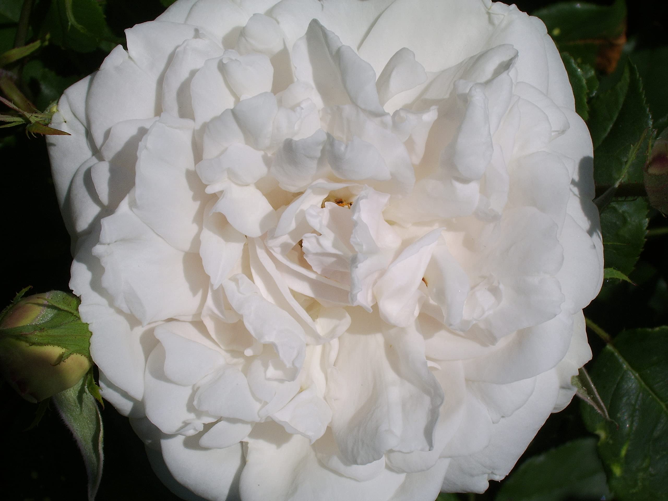 'Madame Alfred Carriere' - Climbing Rose - Fragrant Creamy White Blooms - Potted 4L
