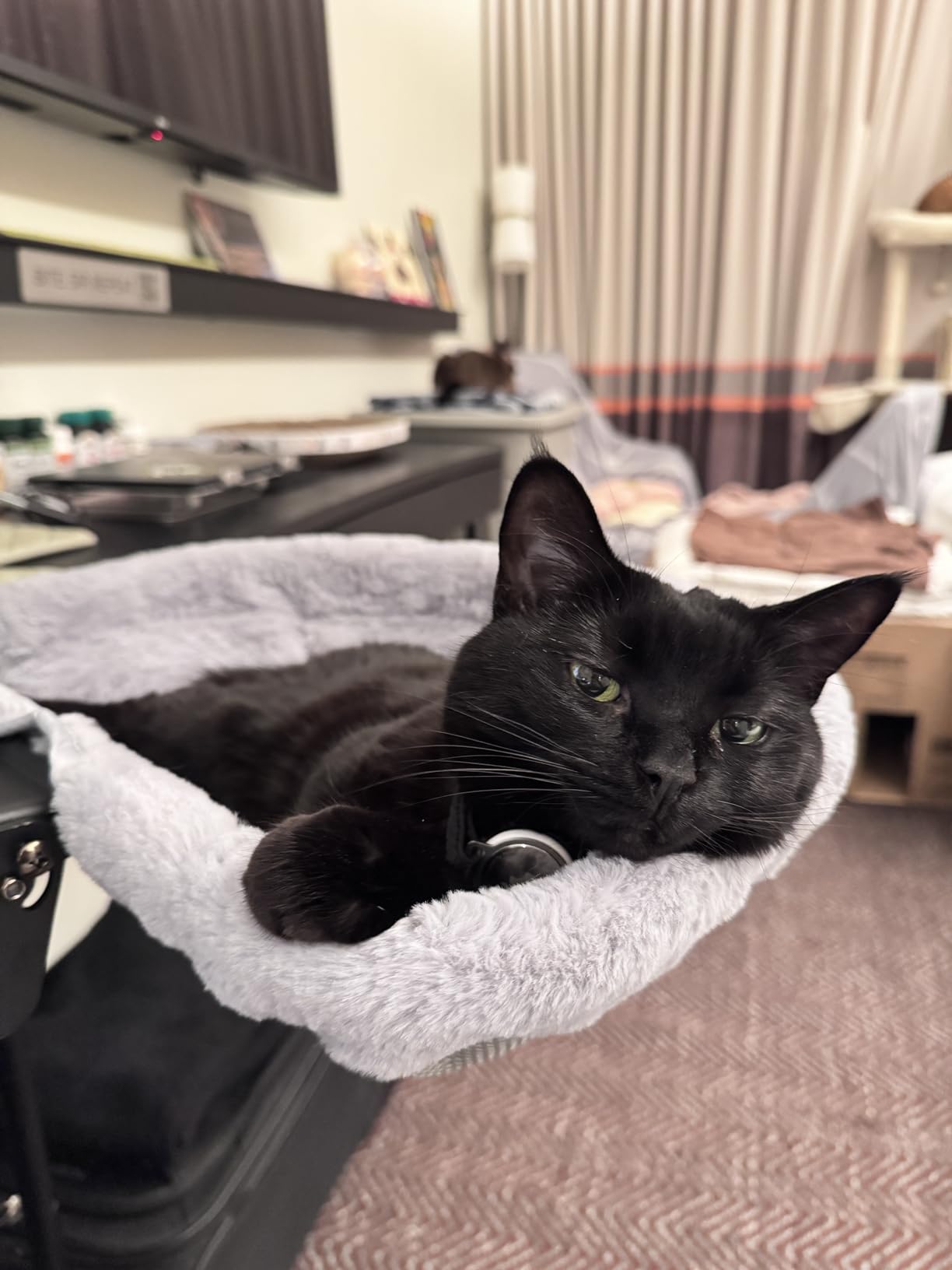 Foto de cliente con hamaca para gato