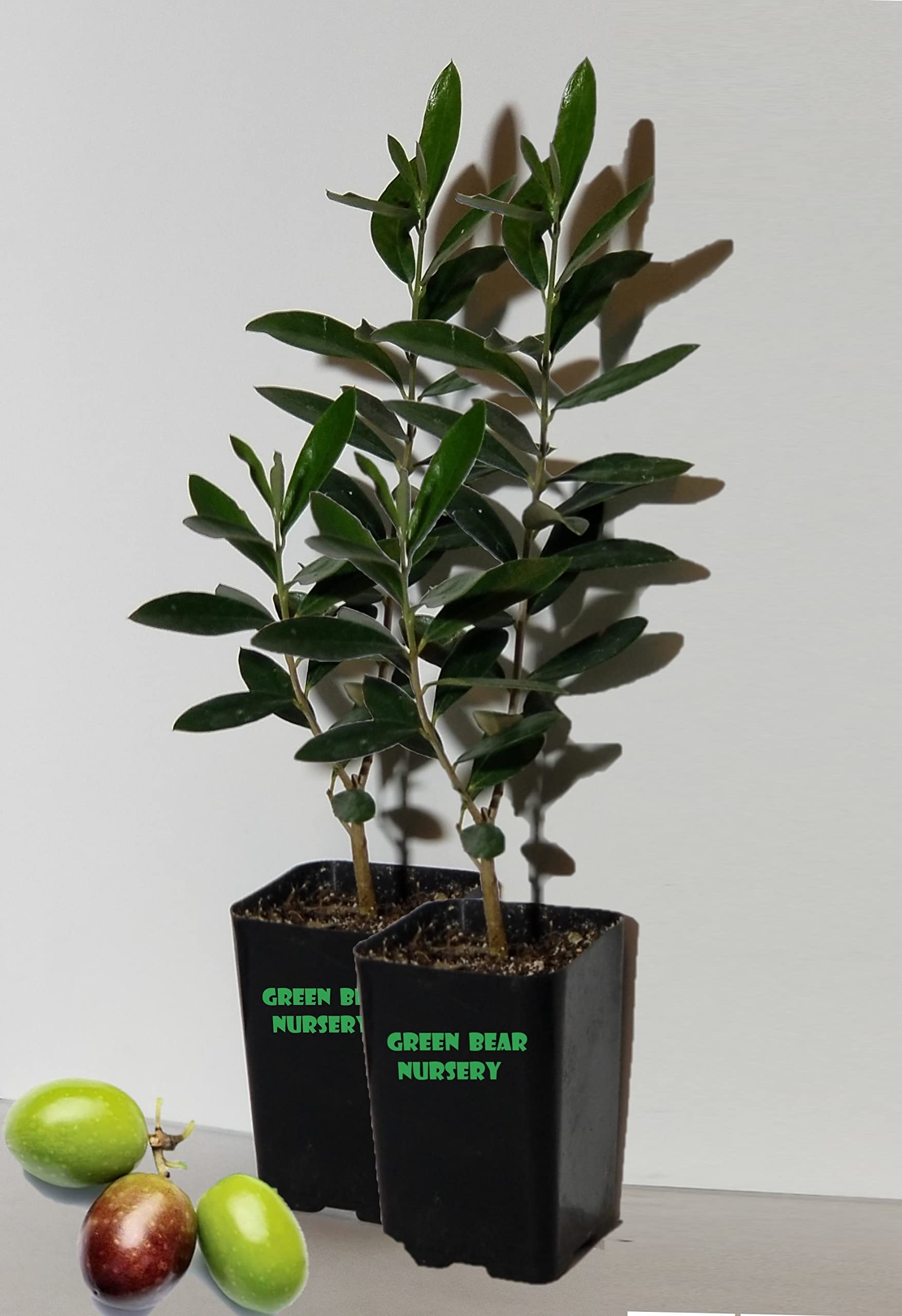Manzanillo Olive Tree Live Plant Cold Hardy Fruiting Olive Tree " 8" to 12" Tall 2 - Pack Starter Plant Ships Potted Olea europaea 'Manzanillo' Manzanilla Olive