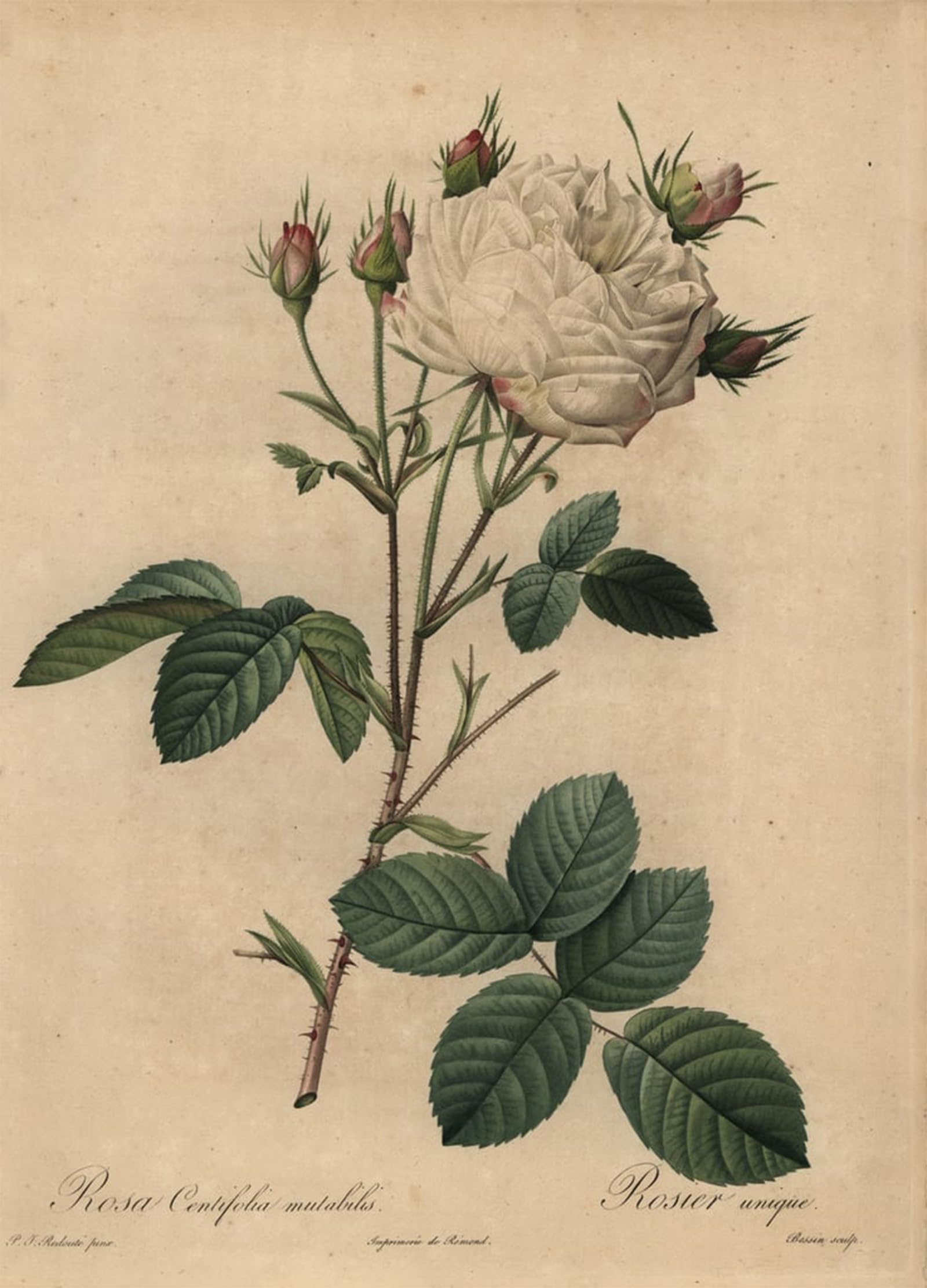 POSTERIIk Famous Animal Posters Vintage Picture White and pink cabbage rose Rosa centifolia by Pierre Redouté Modern Wall Decor for Home Decor 60x90cm