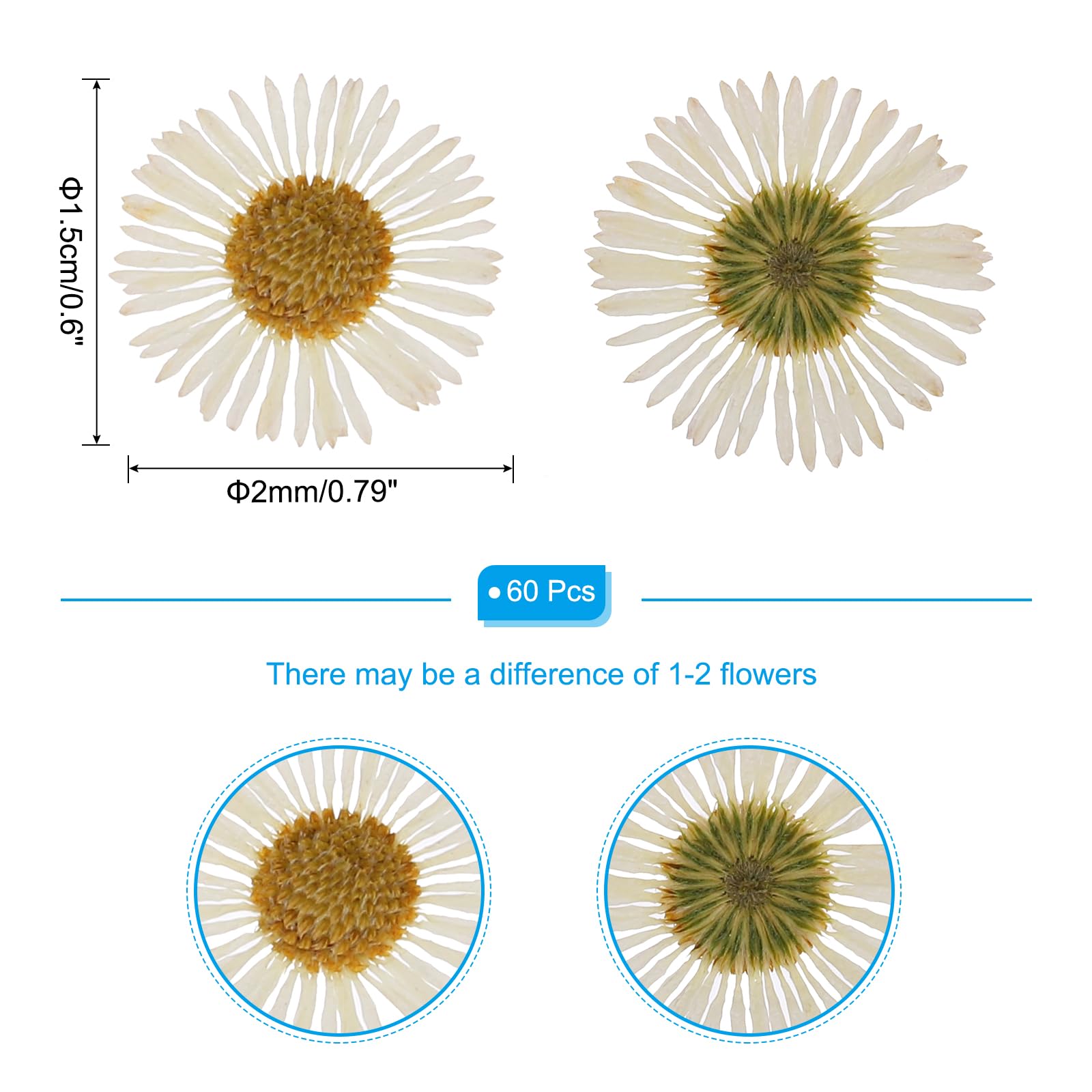 Flores Prensadas Secas 48 Unidades | Para Manualidades, Resina, Scrapbooking - Color Amarillo, Tamaño 1.5-2.5cm