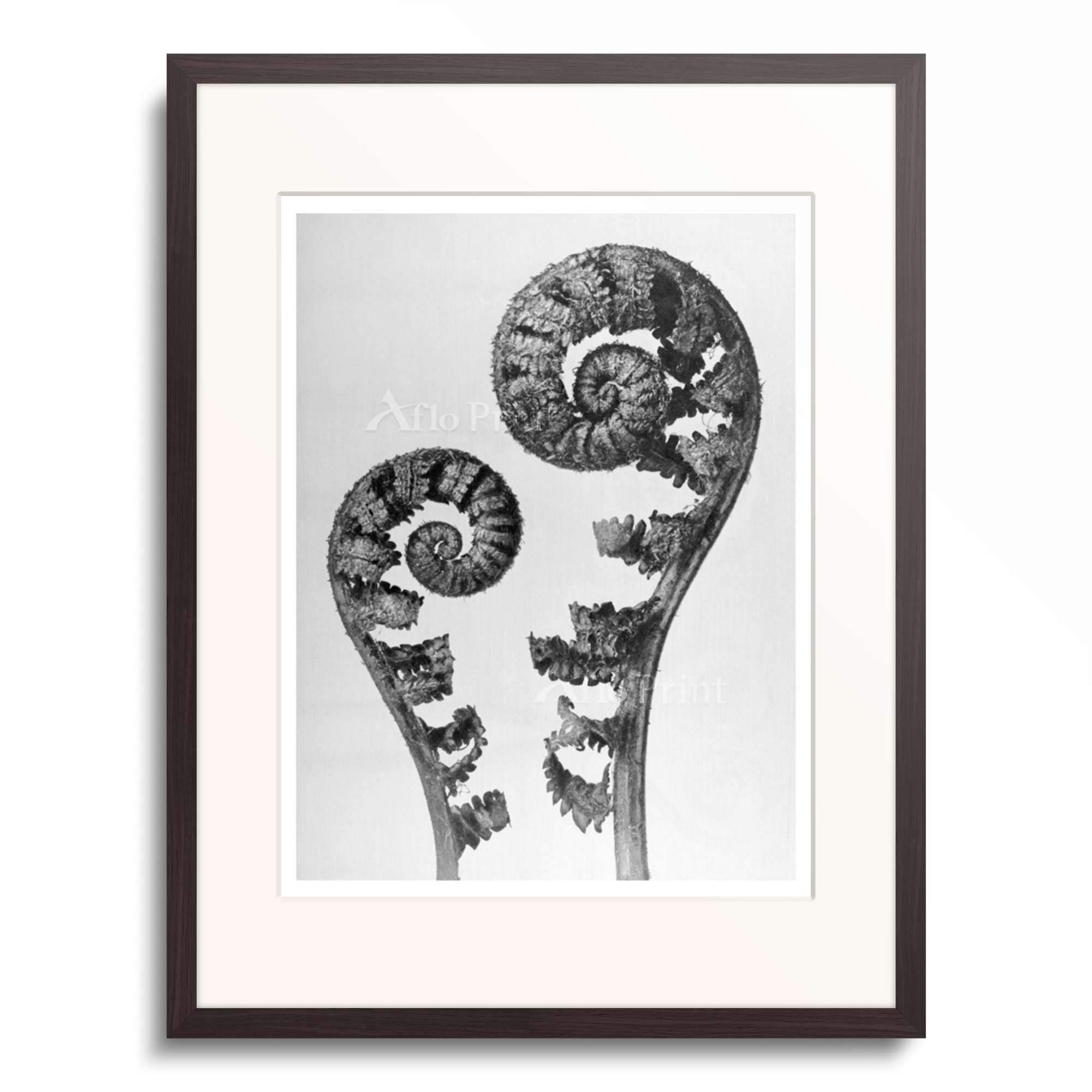 Amazon｜カール・ブロスフェルト Karl Blossfeldt 「Urformen
