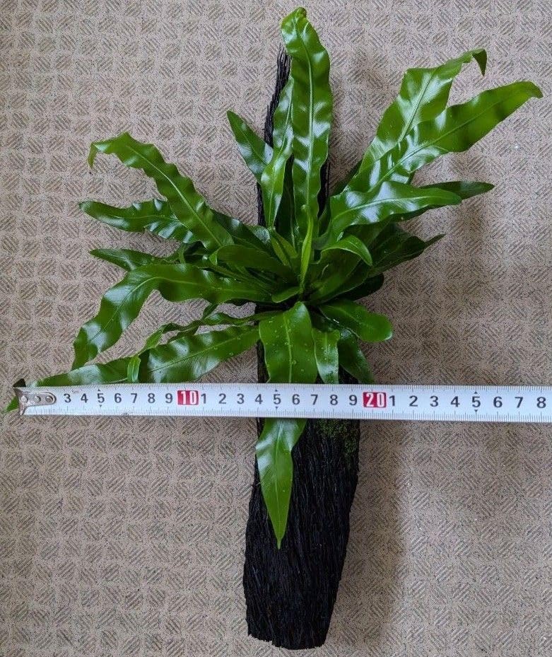 Amazon.co.jp: オオタニワタリ アスプレニウム ヘゴ板付け 植物