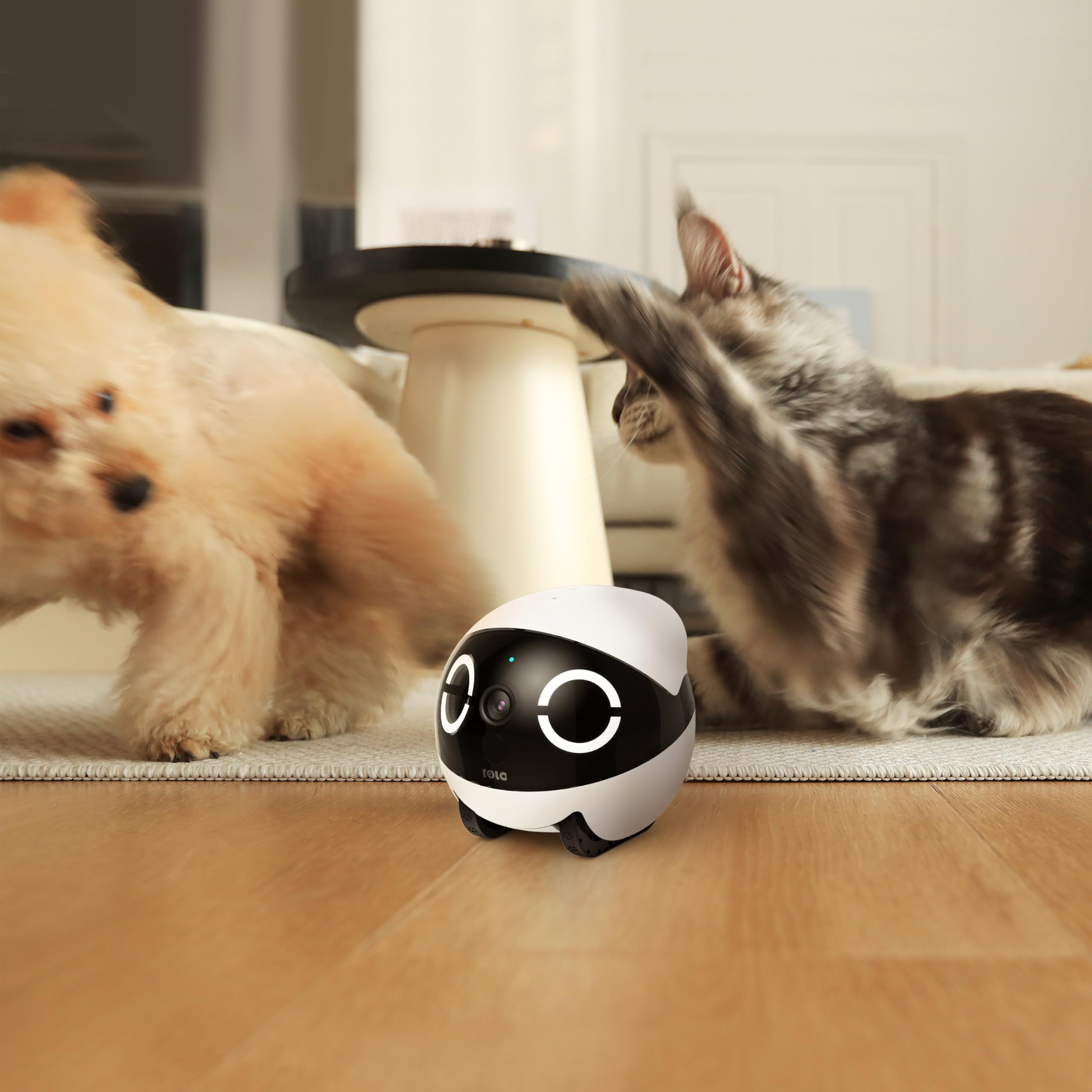 Enabot ROLA Mini Funny Pet Companion Robot : Amazon.com.au: Pet