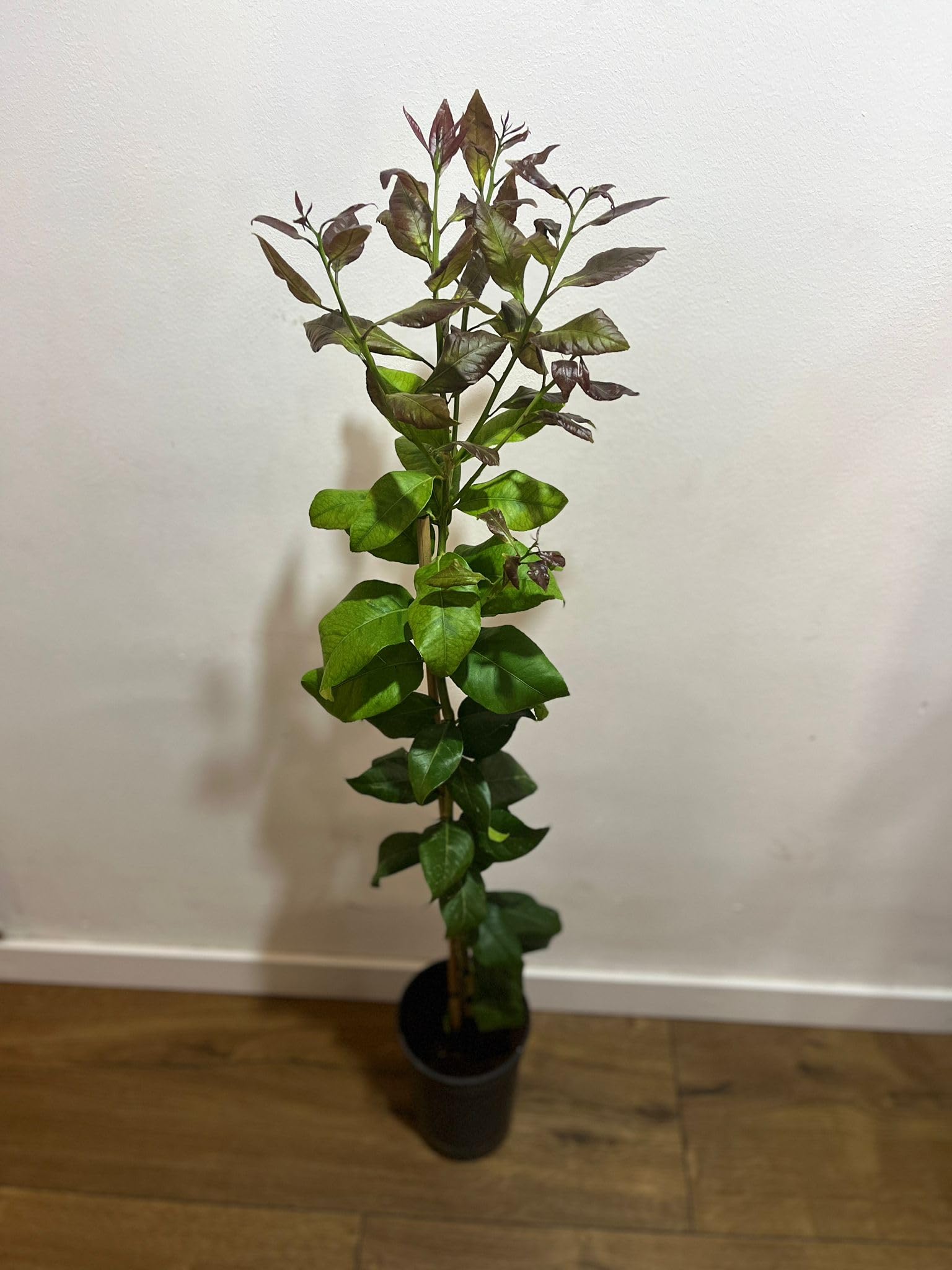 OFERTA Limonero 4 Estaciones en Maceta de 5 L, Árbol Cítrico para Jardín y Huerto, Planta Natural de Exterior ULTIMAS UNIDADES !!!!!