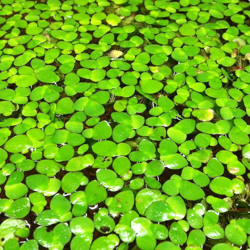 Live Giant Duckweed Plants (Pack of 1000+) for Aquarium, Ponds, Aquaponics for feeding and cultivation (Aquatic/Water Plant) - Natural (B0DHD9BQWR) Amazon Price History, Amazon Price Tracker