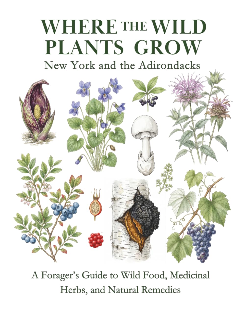 New York and the Adirondacks: A Forager’s Guide to Wild Food, Medicinal Herbs, and Natural Remedies (Where the Wild Plants Grow: Illustrated Foraging Guides)      Paperback – March 9, 2026