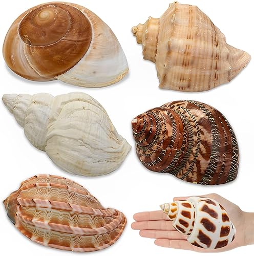 6 conchas de cangrejo ermitaño pequeñas a grandes, caracolas de mar naturales, tamaño de apertura de 1.2 a 2.8 pulgadas, conchas turbo para