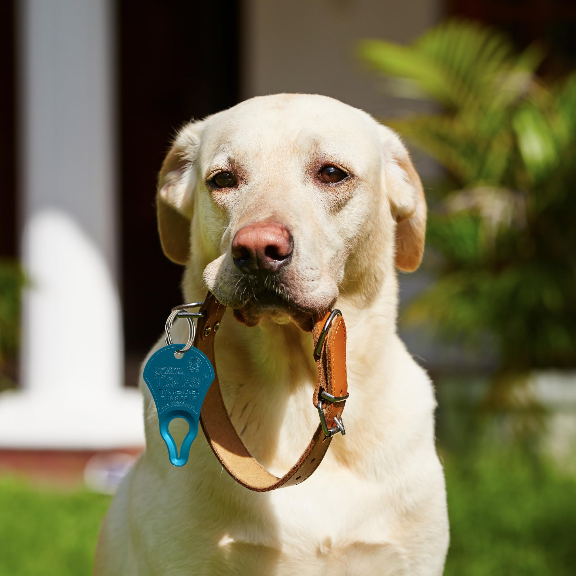 Tick Key The Original Zeckenschlüssel, Regenbogen, 7 Stück | Kompakt und tragbar, sicheres und hochwirksames Zeckenentfernungswerkzeug für Katzen und Hunde, in mehrfarbigem 3er-Pack