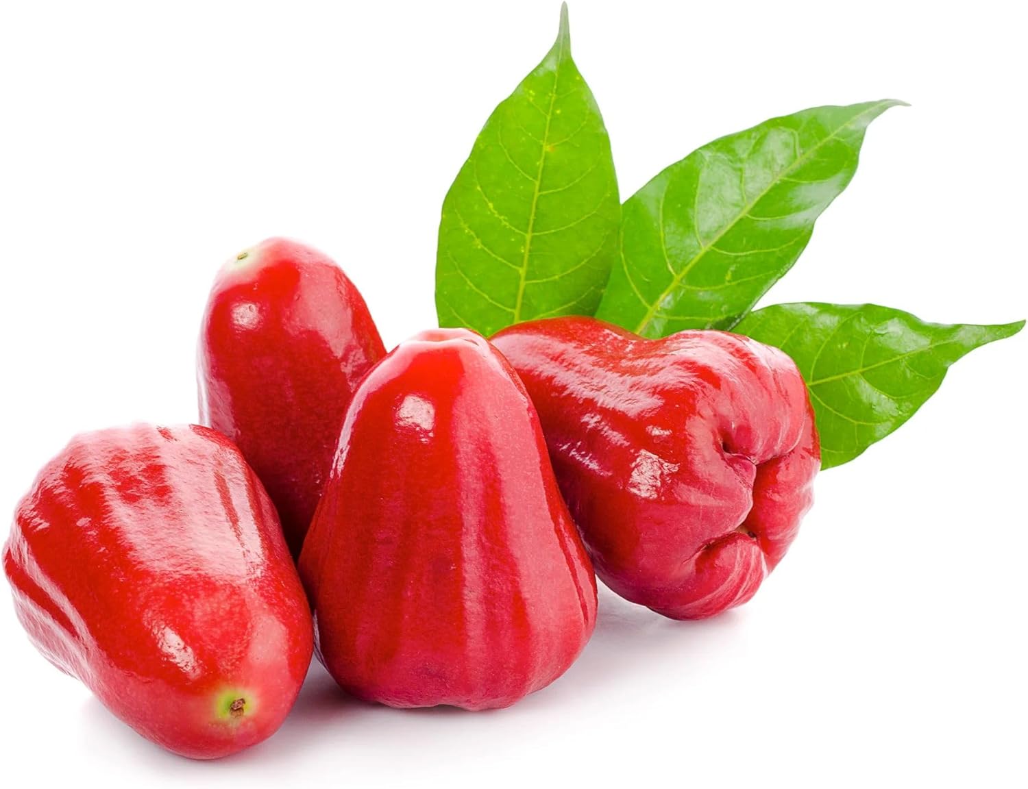 Rose Apple Pomarrosa Tree (Syzygium jambos) Seedling, 8–12 in – Naturally Seed-Grown Tropical Fruit Tree with Sweet, Fragrant Rose-Flavored Fruit