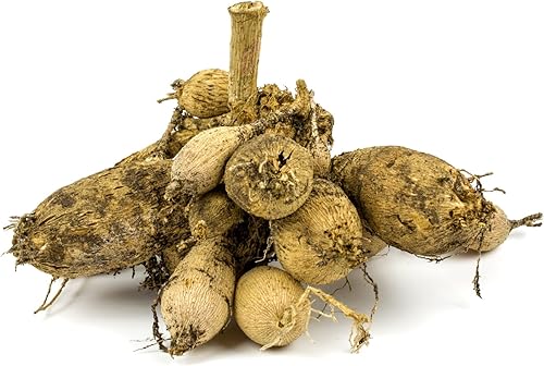 Miniatura 2 de Plato llano blanco Dalia Snow Country  Enormes flores blancas - 3 bulbos de flores grandes para plantar  Se envía desde Easy to Grow TM