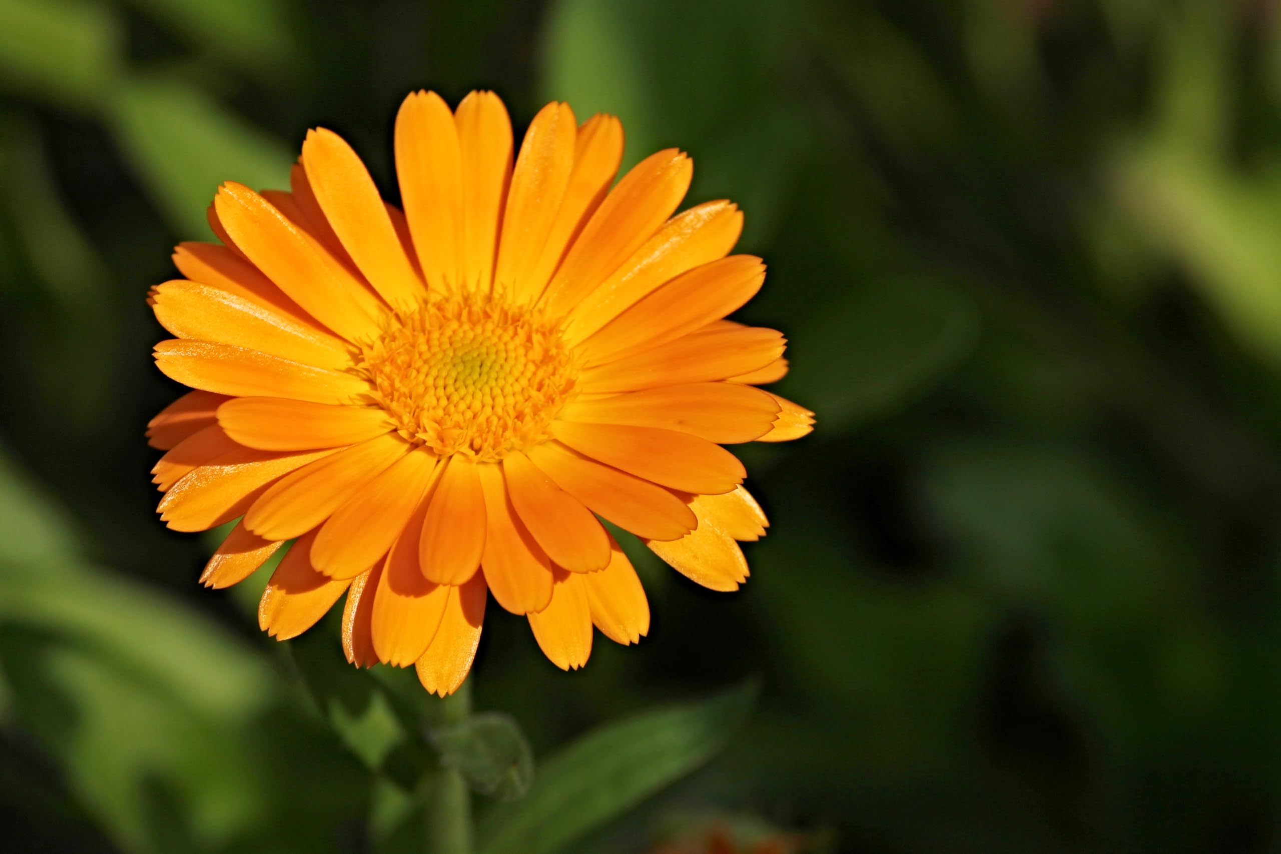 Ringelblumen Mix (Calendula officinalis 'Zuchtform') Samen. ´Mit 7 verschiedenen Sorten´. Heilpflanze (20000 Samen = 140,0g)