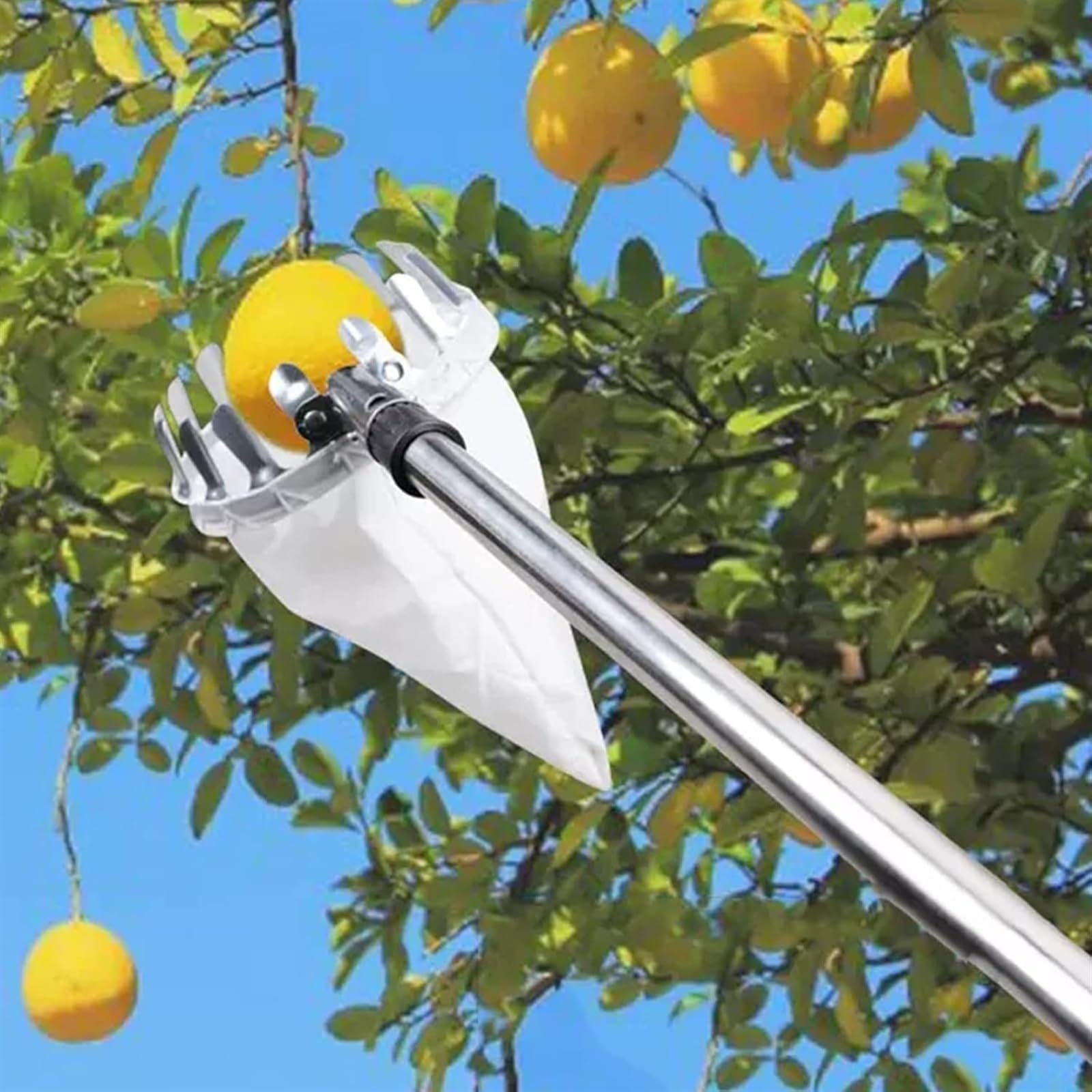 Raccoglitore di frutta, asta per raccoglitore di frutta con manico telescopico e borsa per la frutta, strumento in acciaio inossidabile, pratico aiuto per la raccolta di pere, limoni, arance (B, 6 m