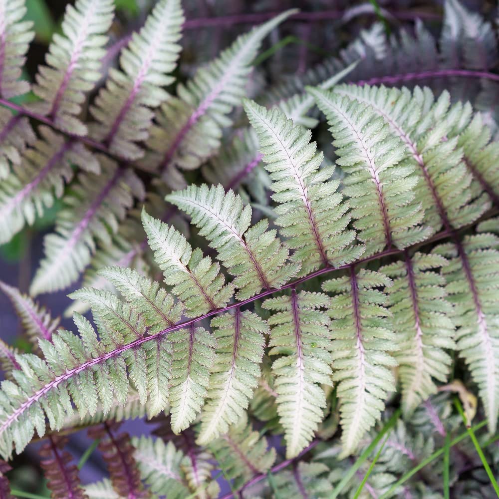 Amazon｜ITANSE ニシキシダ メタリカム 3号 2個セット 観葉植物