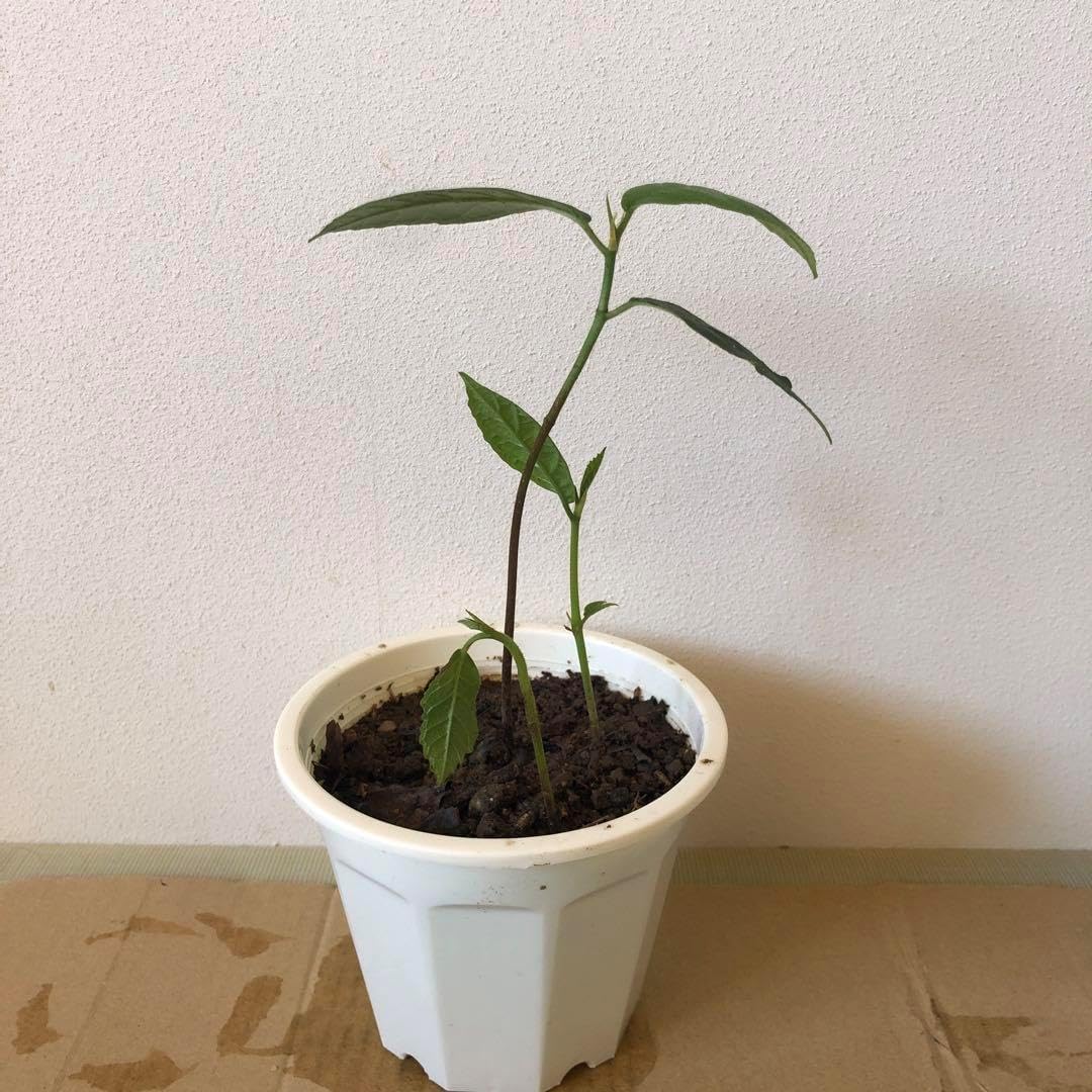 パンノキ 100cm 鉢 中鉢 観葉植物 ハワイ レア 人気 グリーン パンの木