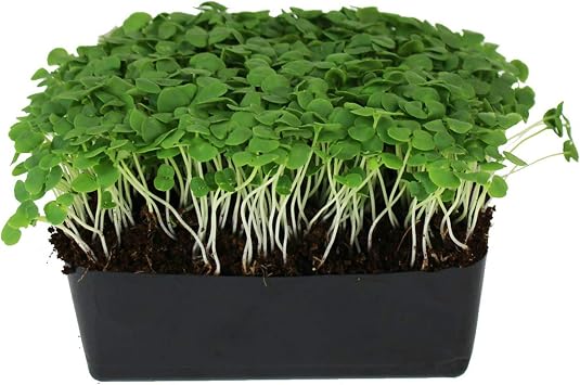 Mountain Valley Seed Co Thai Basil Seeds Bulk Herb Seeds for Growing