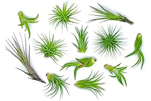 12 Air Plant Variety Pack - Live Without Water or Soil