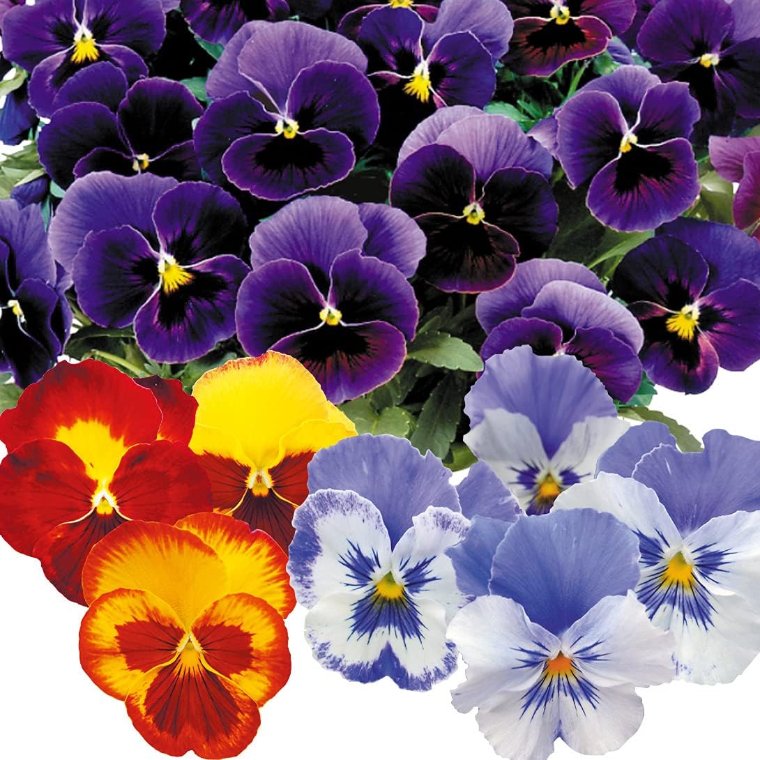国華園 種 花たね パンジー 驚きの価格が実現 マリアミックス 第4種郵便 1袋 21年秋商品 25粒