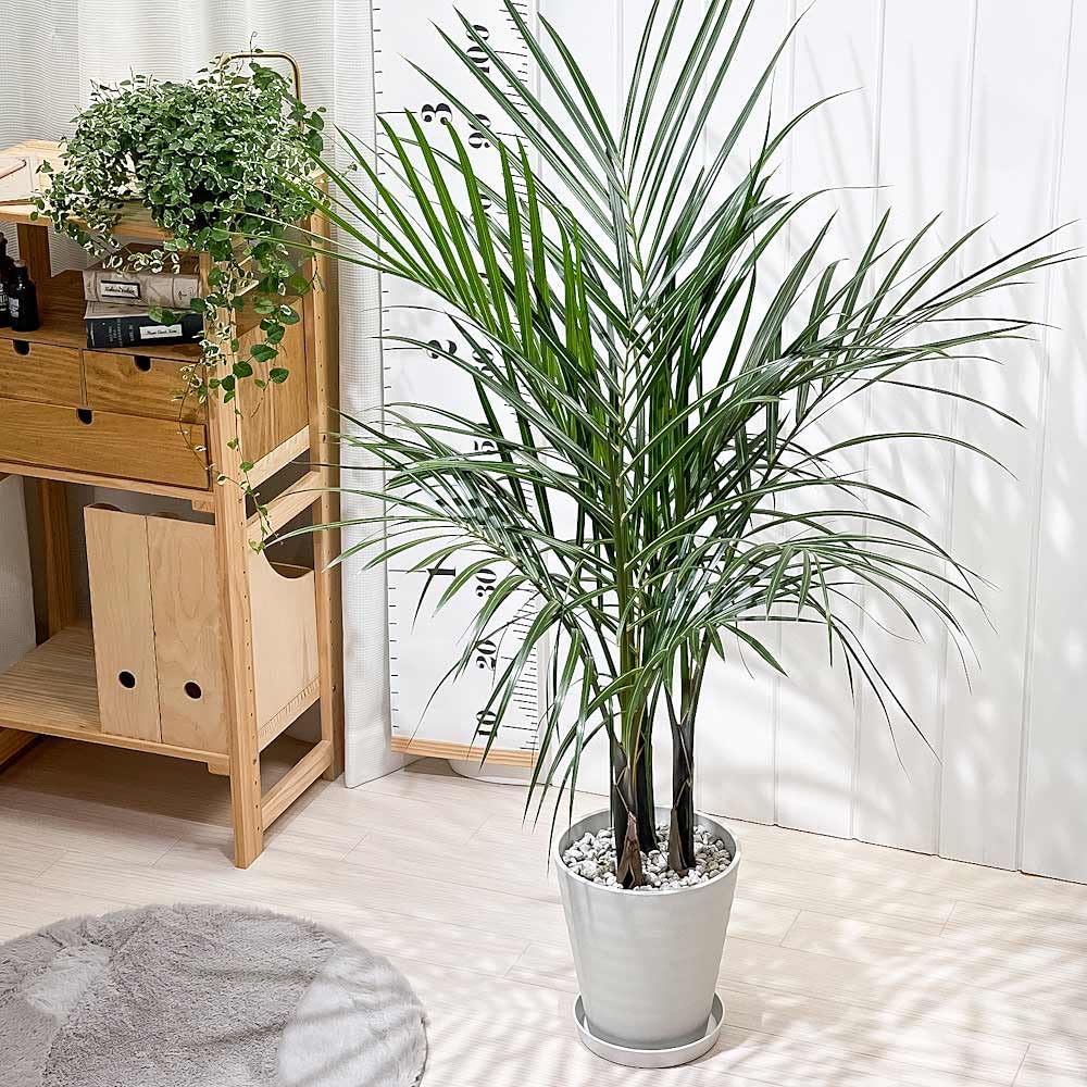 Amazon｜PLANCHU 観葉植物 トックリヤシモドキ 7号鉢 受け皿付き 育て