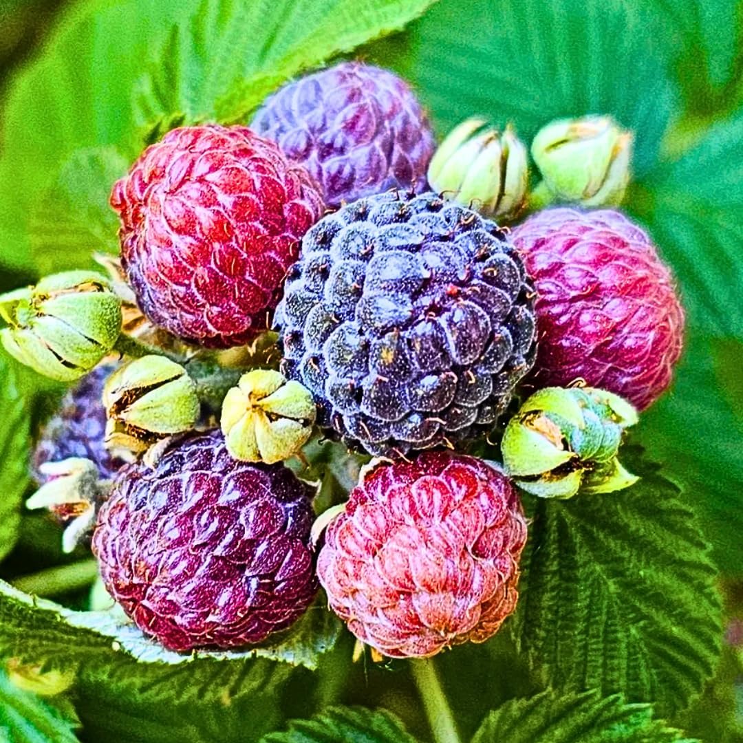 04 Raspberry Plants Live for Planting, Outdoor Spring Fast-Growing, 4-6" Sweet Berry Fruits Seedlings (Glencoe Thornless Raspberry)