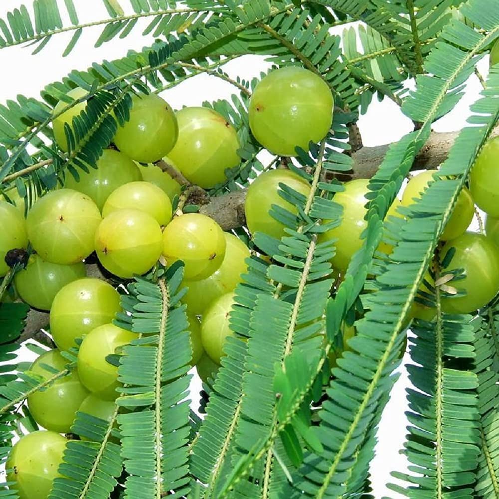 See full amazon price history chart for IXORA Gooseberries Sweet Banaras Amla Variety Amlaki Fruit Grafted Live Plants & Tree(1.5-3 Feet Size) IXORA Gooseberries Sweet Banaras Amla Variety Amlaki Fruit Grafted Live Plants & Tree(1.5-3 Feet Size) (B0BMXVW2KY) Amazon Price History, Amazon Price Tracker