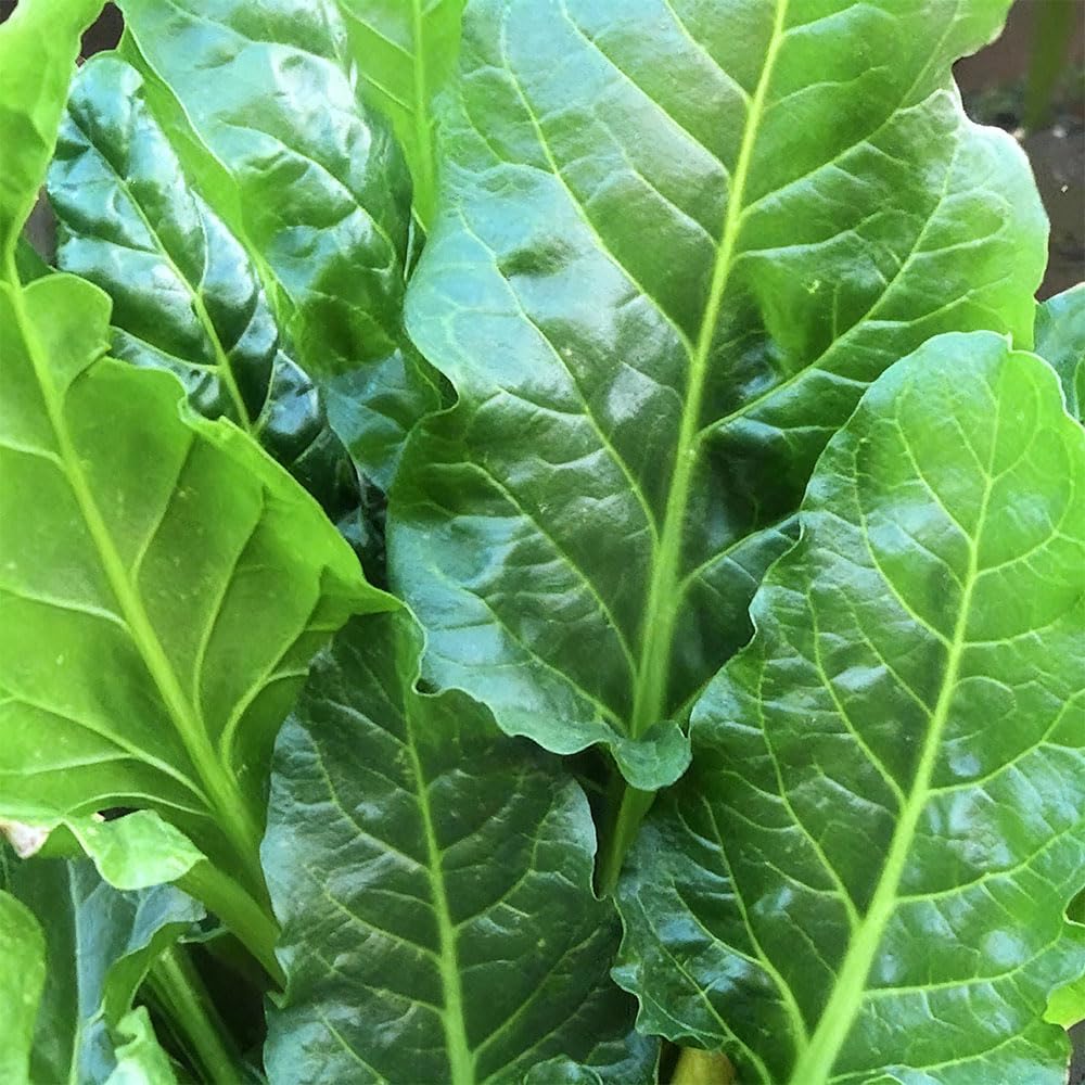 Chard ‘Erbette’ Seeds (Green Cutting Variety) – Tender Leaf Vegetable, High Yield, Cut & Come Again Crop, Easy to Grow Salad & Cooking Green