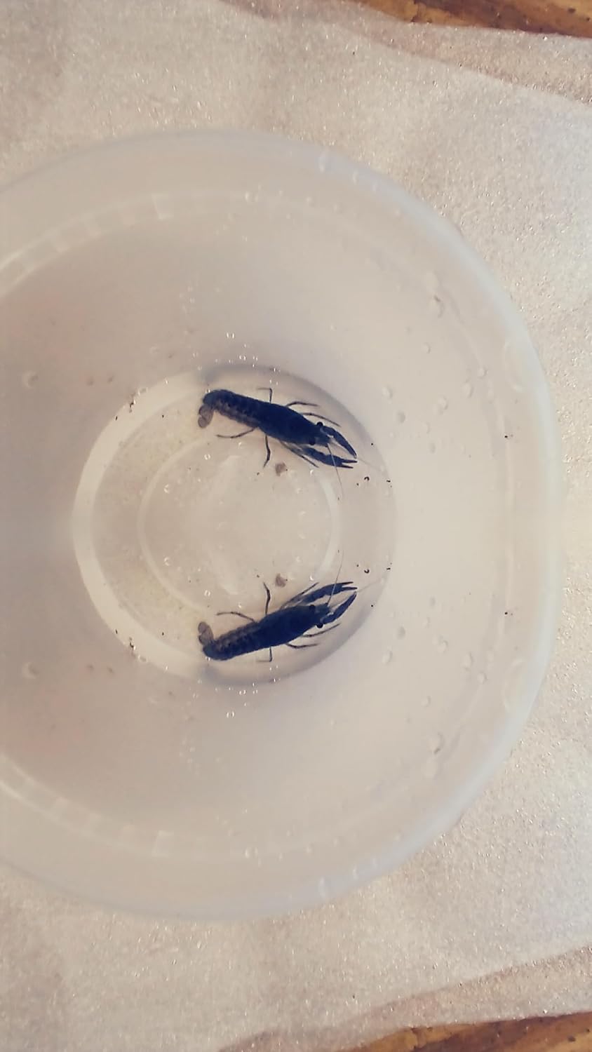 1 Live Electric Blue Lobster Crayfish for Freshwater Aquariums Size 1 in.-4 in. Can not be Shipped to California,Alaska, Hawaii or Wisconsin Due to regulatory restrictions