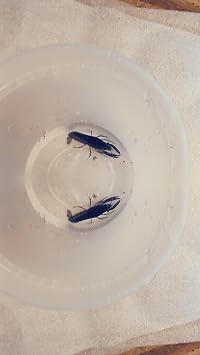 1 Live Electric Blue Lobster Crayfish for Freshwater Aquariums Size 1 in.-4 in. Can not be Shipped to California,Alaska, Hawaii or Wisconsin Due to regulatory restrictions
