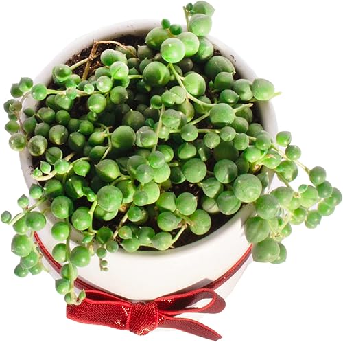 Miniatura 3 de Shop Succulents - Cadena de Perlas Suculentas (Senecio rowleyanus) Suculentas vivas para interiores y exteriores colgantes en cilindro de cerámica