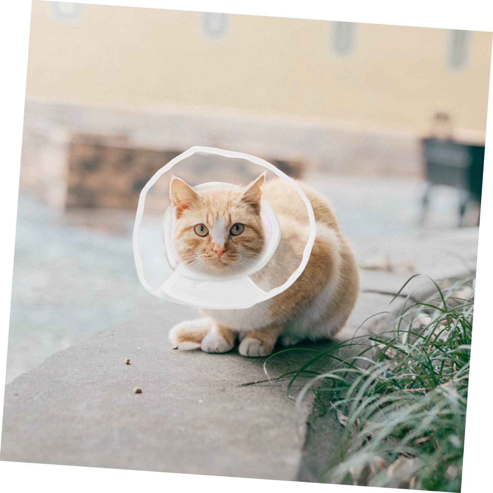 Amazon | INOOMP 猫用回復首輪 PVC素材 ペット用 コンフォート設計 抗