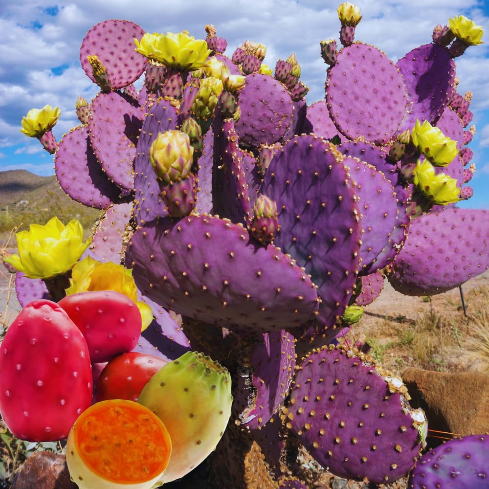 Amazon.com : Purple Prickly Pear Cactus Plant Live, 3 Inc Pot, Prickly Pear  Cactus Live Plant, 3 to 5 Inc Tall, Hardy Succulent Plants Garden : Patio,  Lawn & Garden
