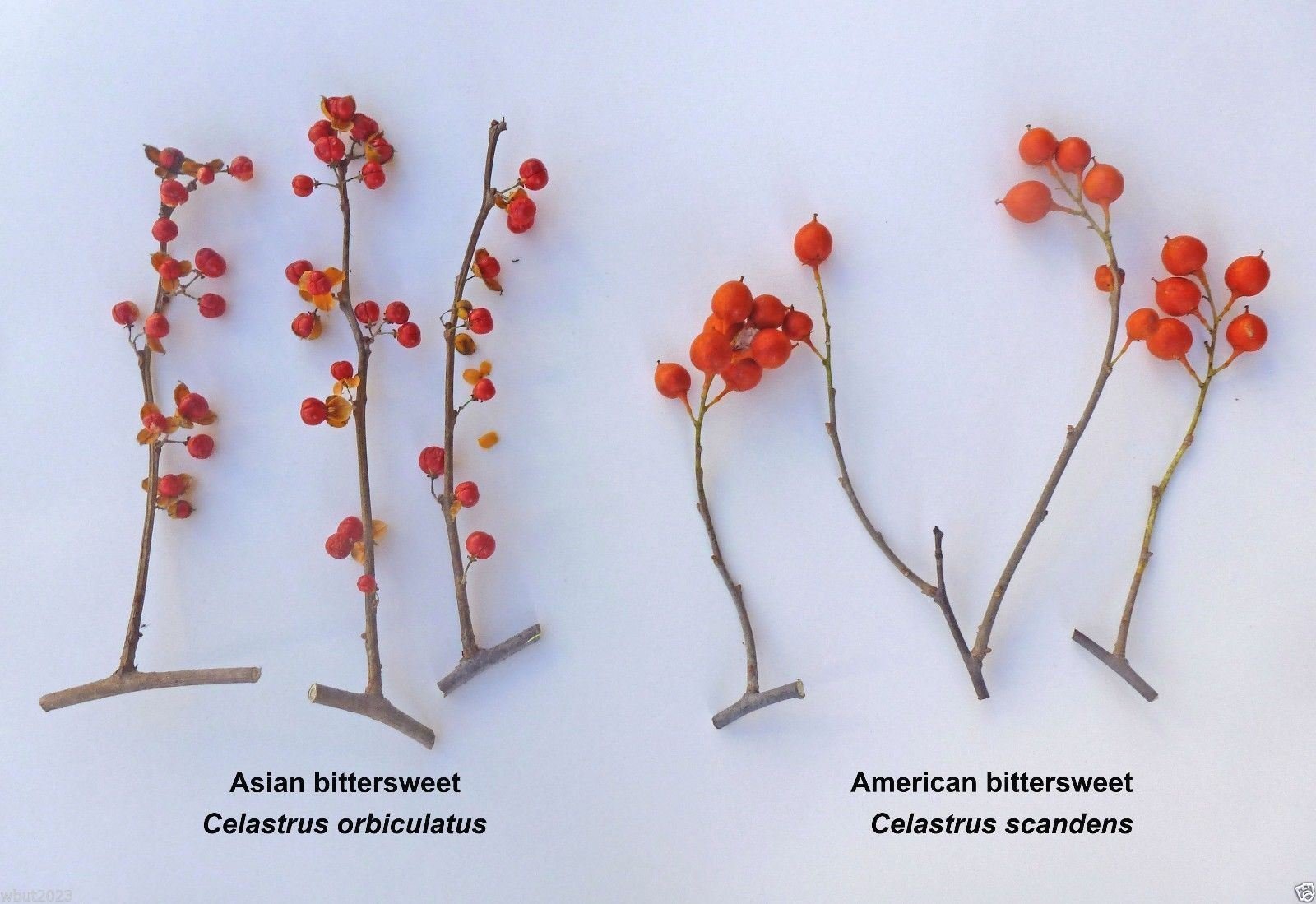 Amazon.com : Oriental Staff Vine Seeds - ( Celastrus orbiculatus ) Oriental  Bittersweet !(100 Seeds) : Patio, Lawn & Garden