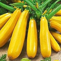 Non-GMO Heirloom Golden Zucchini Summer Squash Seeds - 25 Pack, 55 Days to Heavy-Yield Harvest, Easy Home Garden Vegetable
