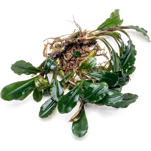 SubstrateSource Bucephalandra Arrogant Blue Live Aquarium Plant - Natural Freshwater Fish Tank Decorations and Aquatic Decor (Small Clump (3-5 Plants))