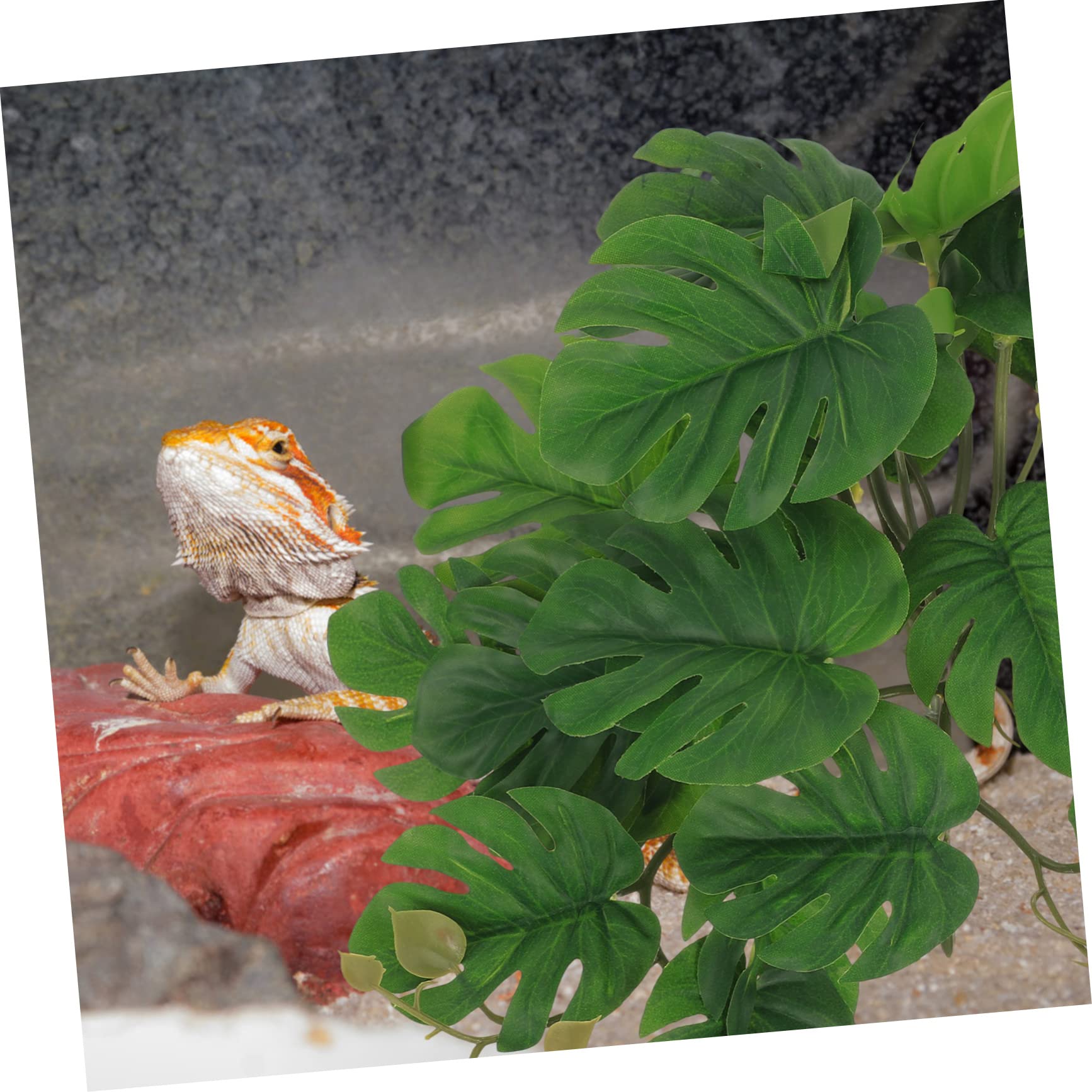 BESPORTBLE 5 Piezas De Decoración De Plantas De Reptiles Decoraciones De Terrarios Contenedores De Vidrio Enredaderas Terrarios De Reptiles Decoraciones Ligeras para El Hogar