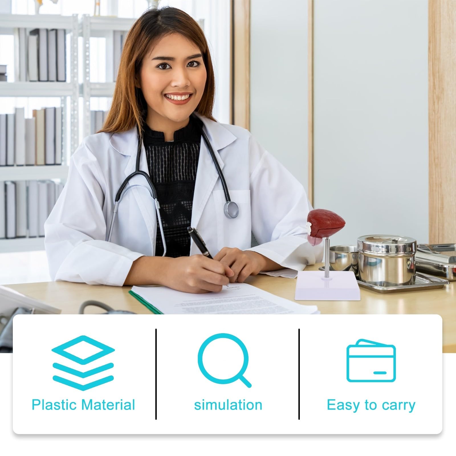 NUOBESTY Modèle Anatomique de Vessie Enseignement Portable Matériel Sûr pour Cours de Physiologie Humaine