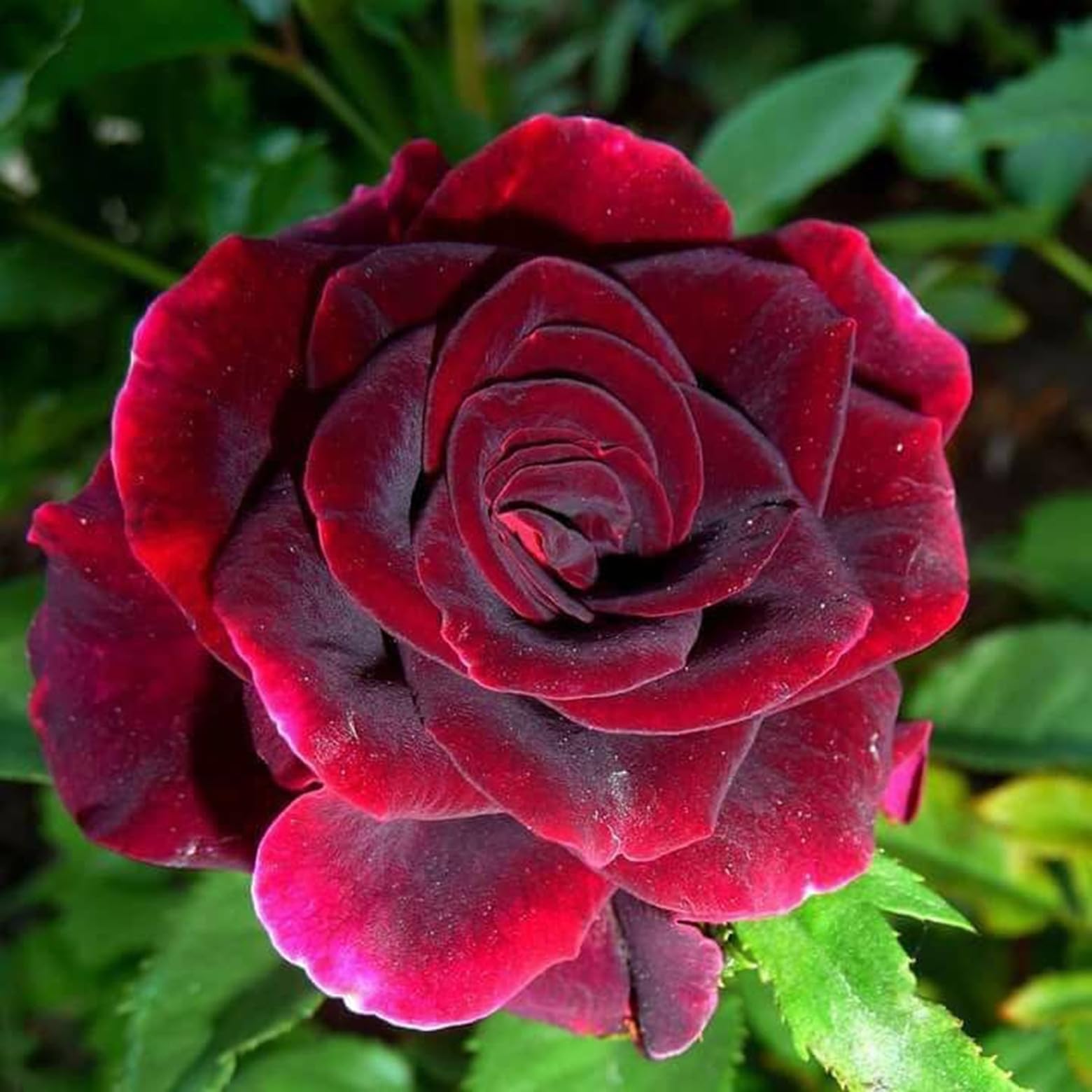 (rizoma rosa) - bulbi decorativi resistenti al freddo, resistenti agli insetti, durevoli - 5 rizoma C