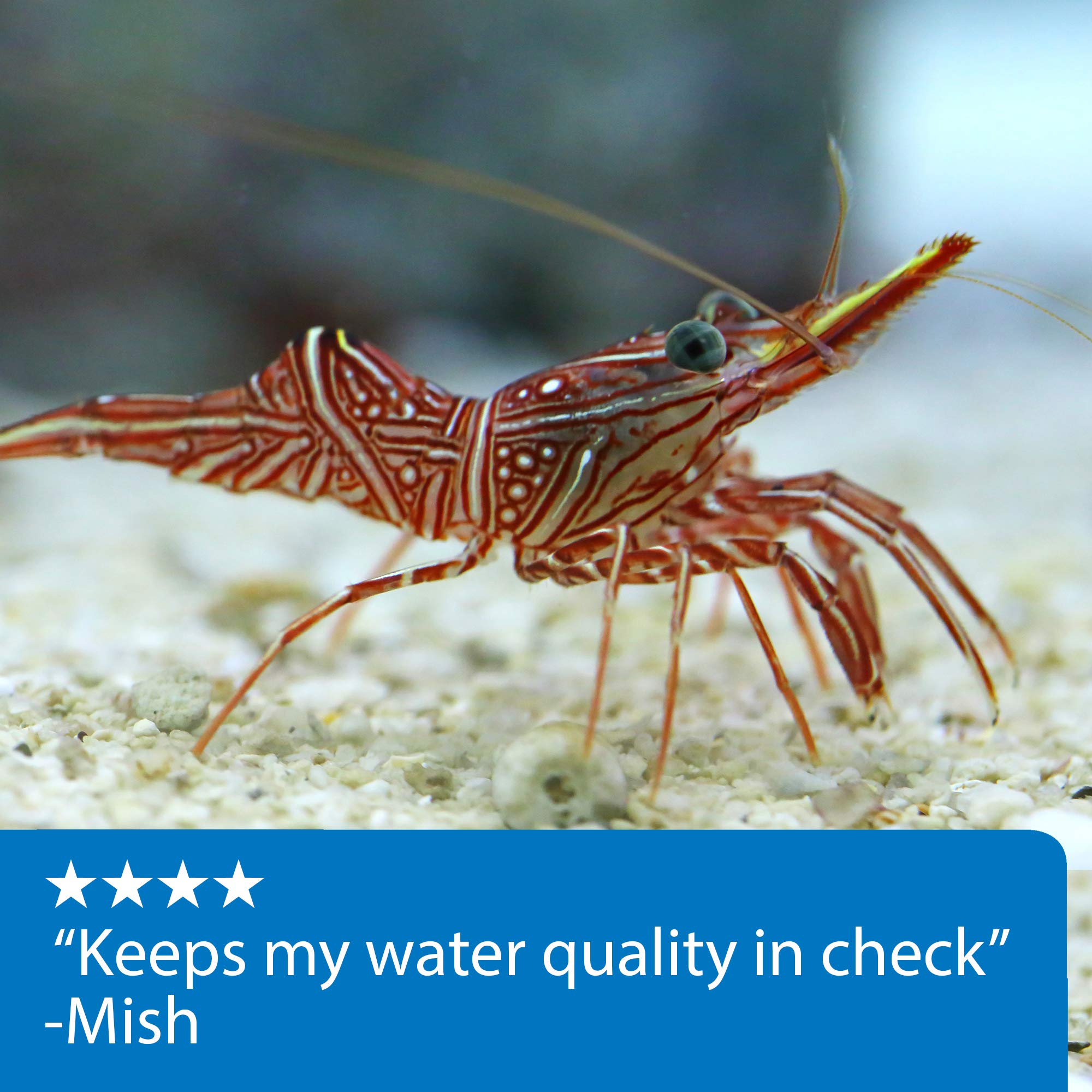 Buy API REEF MASTER TEST KIT Reef Aquarium Water Test Kit 1Count Online at desertcart KUWAIT