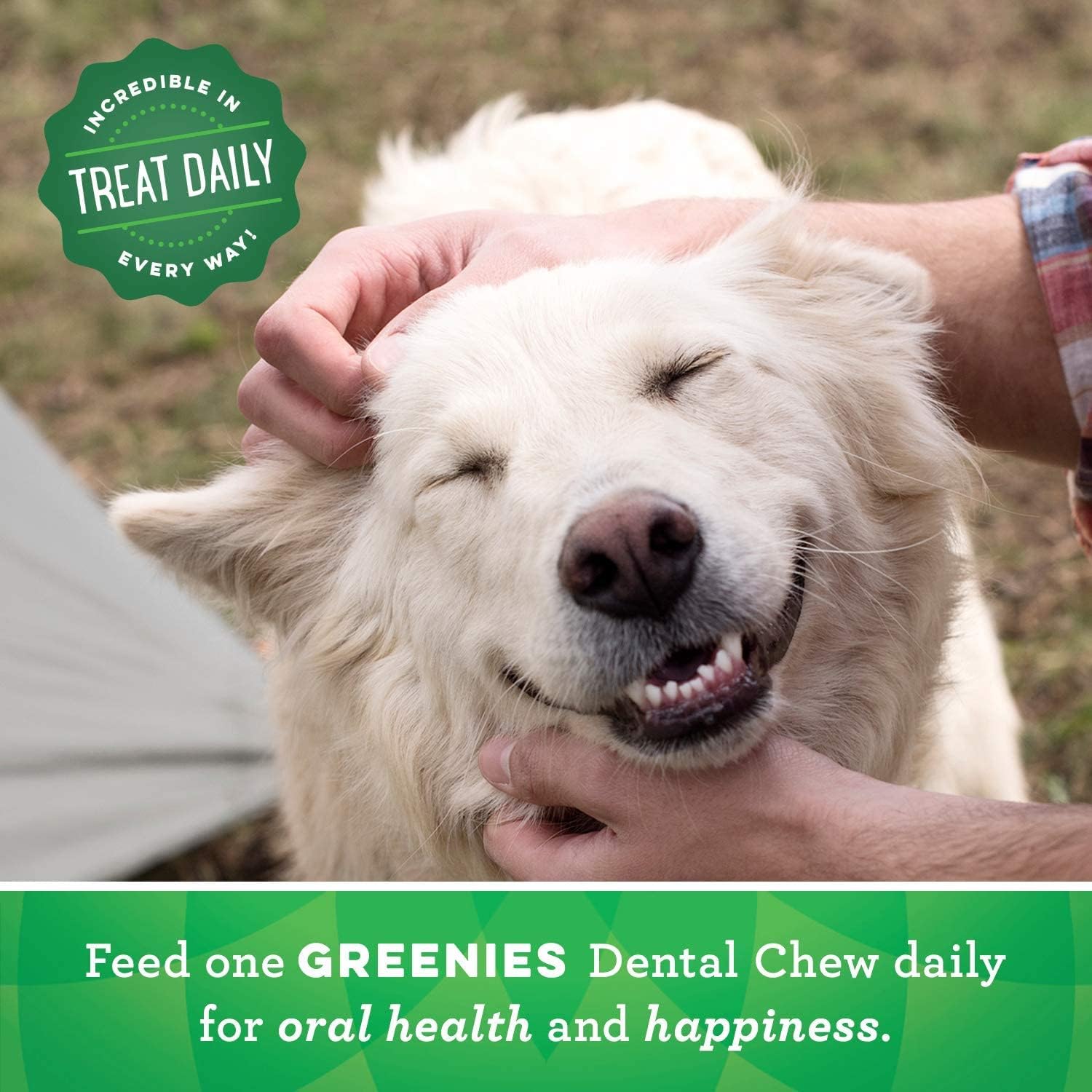 GREENIES Dental Chews Value Tub 36 Oz Large Dog, Pack of 6