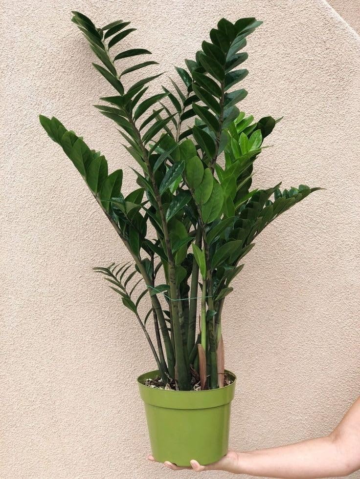 ZZ PLANT 073-image-7