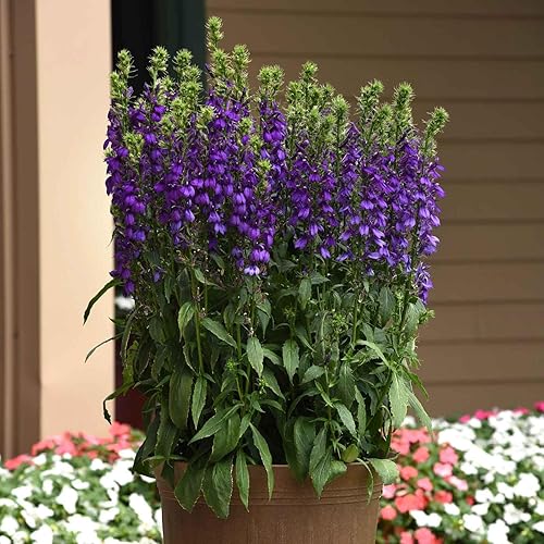 Miniatura 8 de Lobelia Seeds - Blue Carpet - Paquete - Semillas de flores moradas, semillas polinizadas abiertas atraen abejas, atraen mariposas, atraen colibríes,