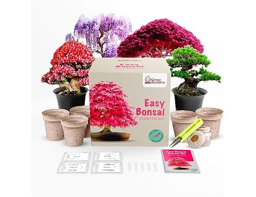 Grow Your Own Cherry Blossom Bonsai Tree: Beginner Friendly Bonsai Kit