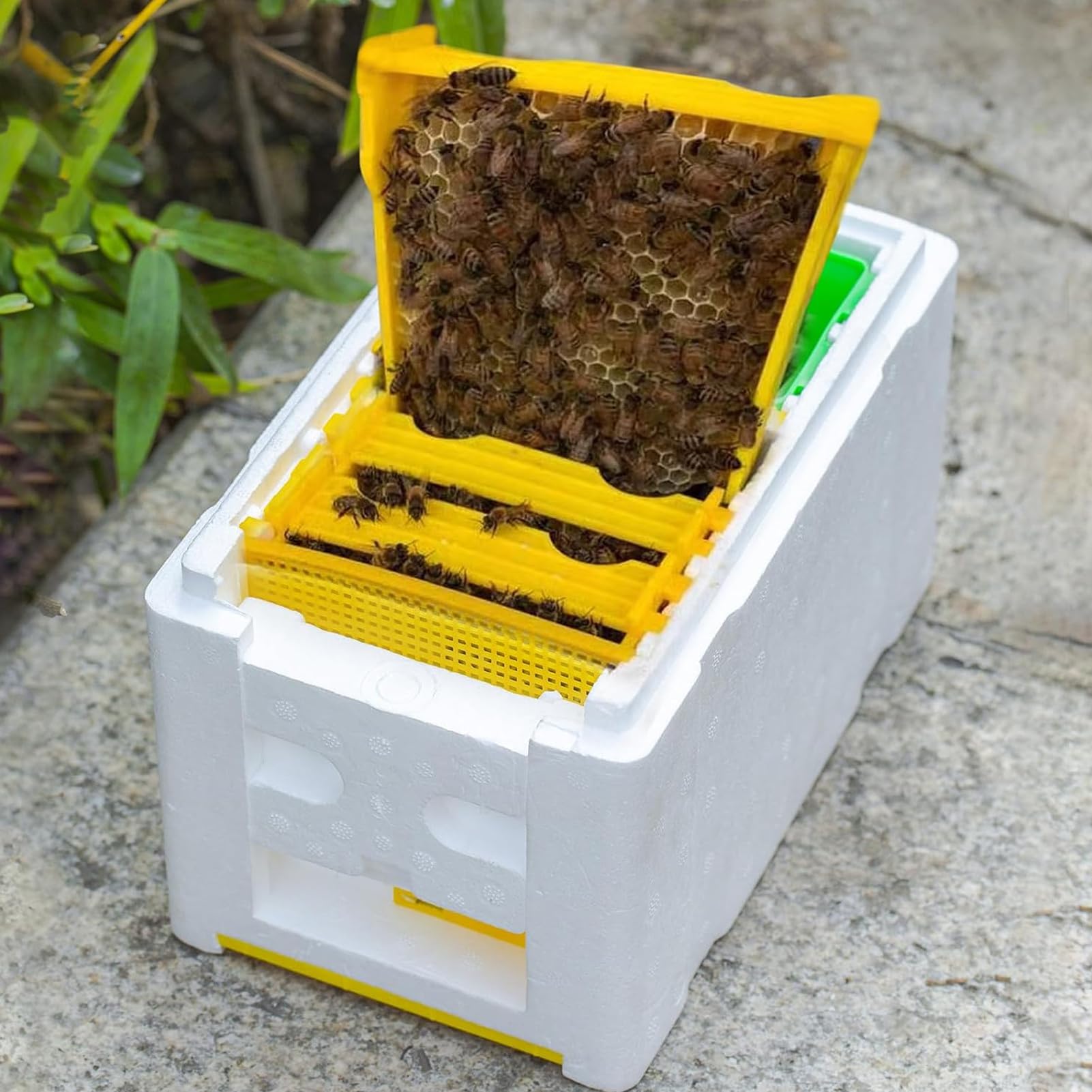 Boîte à ruche de soutien de la Reine - Optimisation des performances dans la ruche en mousse de mousse de série, accessoires de jardin avec compartiment pour débutants, terrasse de jardin d'hiberné