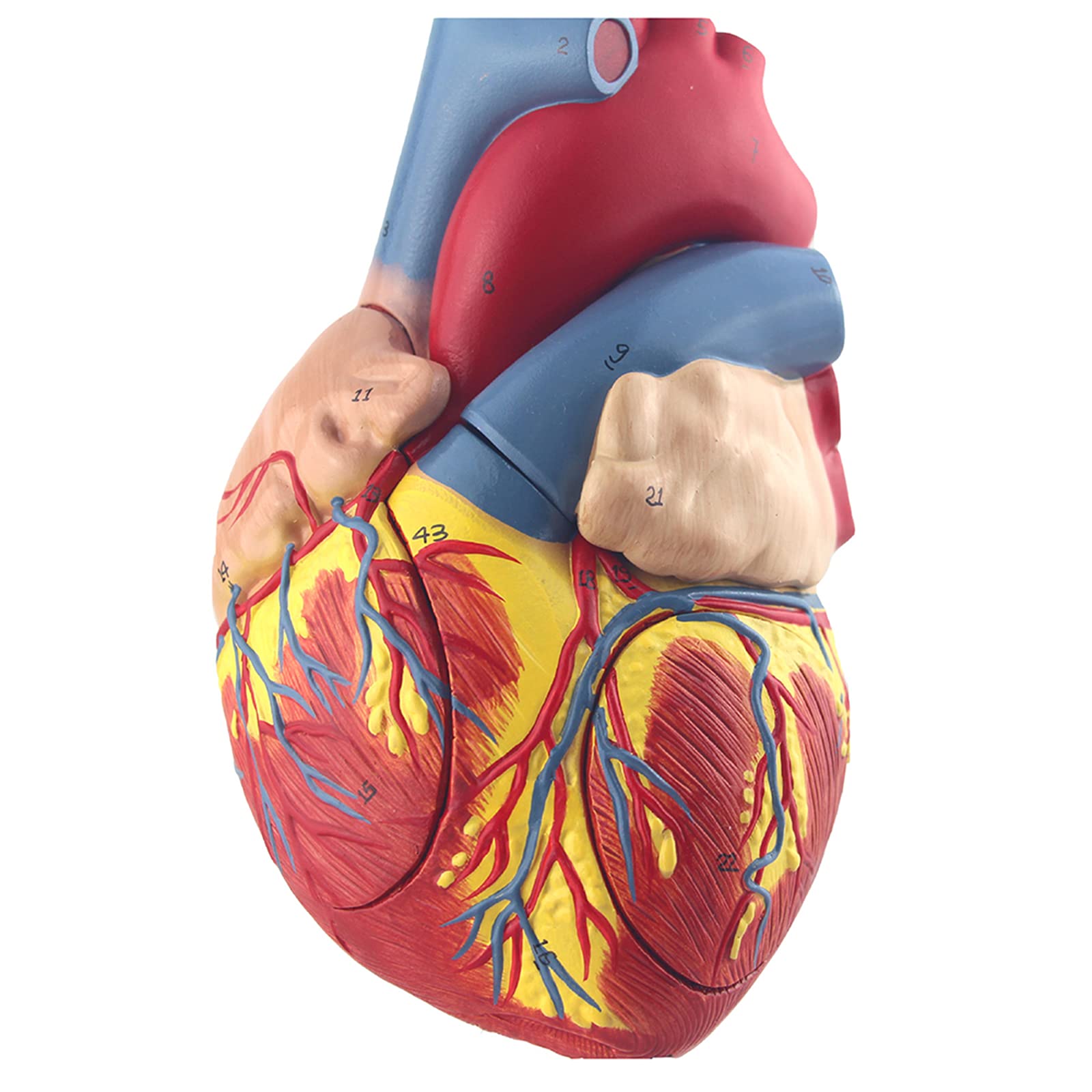 Modèle De Cœur Humain 1:1, Modèle Médical De Cœur en 4 Parties Montrant 49 Structures Anatomiques Internes, Outil Éducatif pour Médecin, Démonstration d'apprentissage