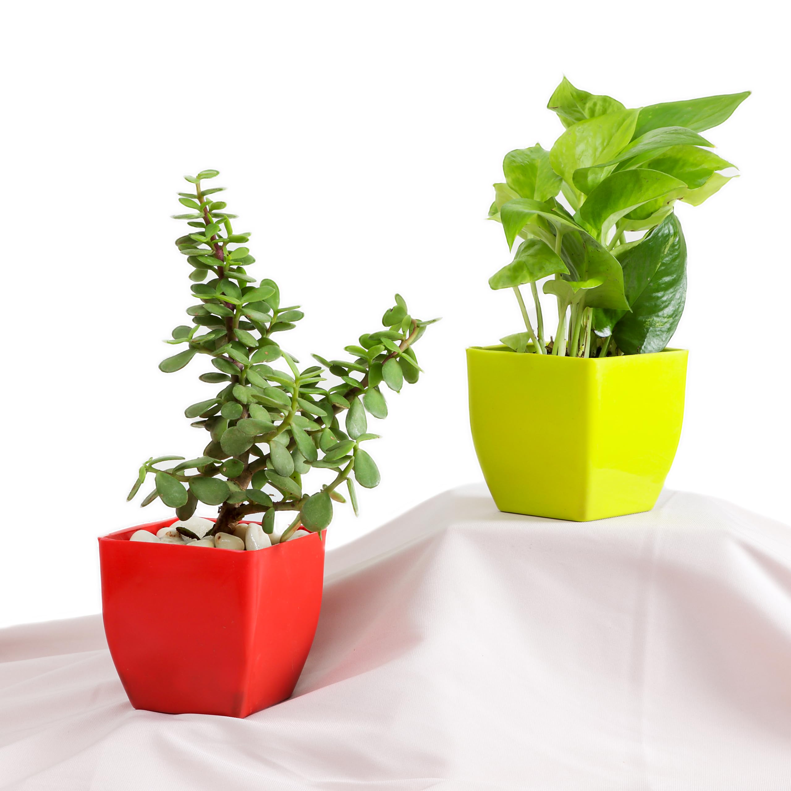 Flora Dlite Jade Plant & Money Plant with Plant Pot Perfect Indoor Live Plants for Living Room Home Decor, Small Plant for Office Desk Pack of 2 (B0D7DSXSR7) Amazon Price History, Amazon Price Tracker