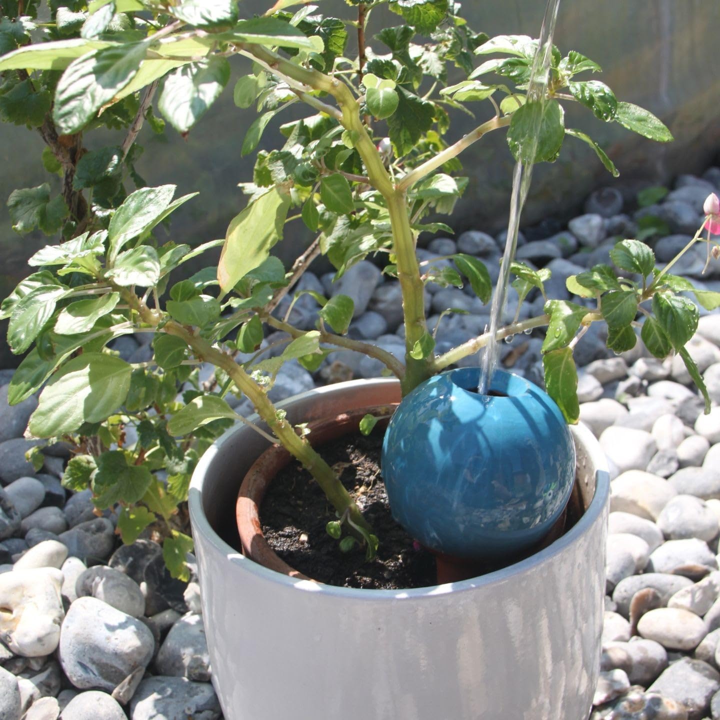Ollas Lutton Olla Terre Cuite à Planter 40cl | Arrosage Automatique et Ecologique pour Plante d'Intérieur et d'Extérieur | Système d'Irrigation Naturel | Autonomie 3 Jours | Ollas Bleu Canard
