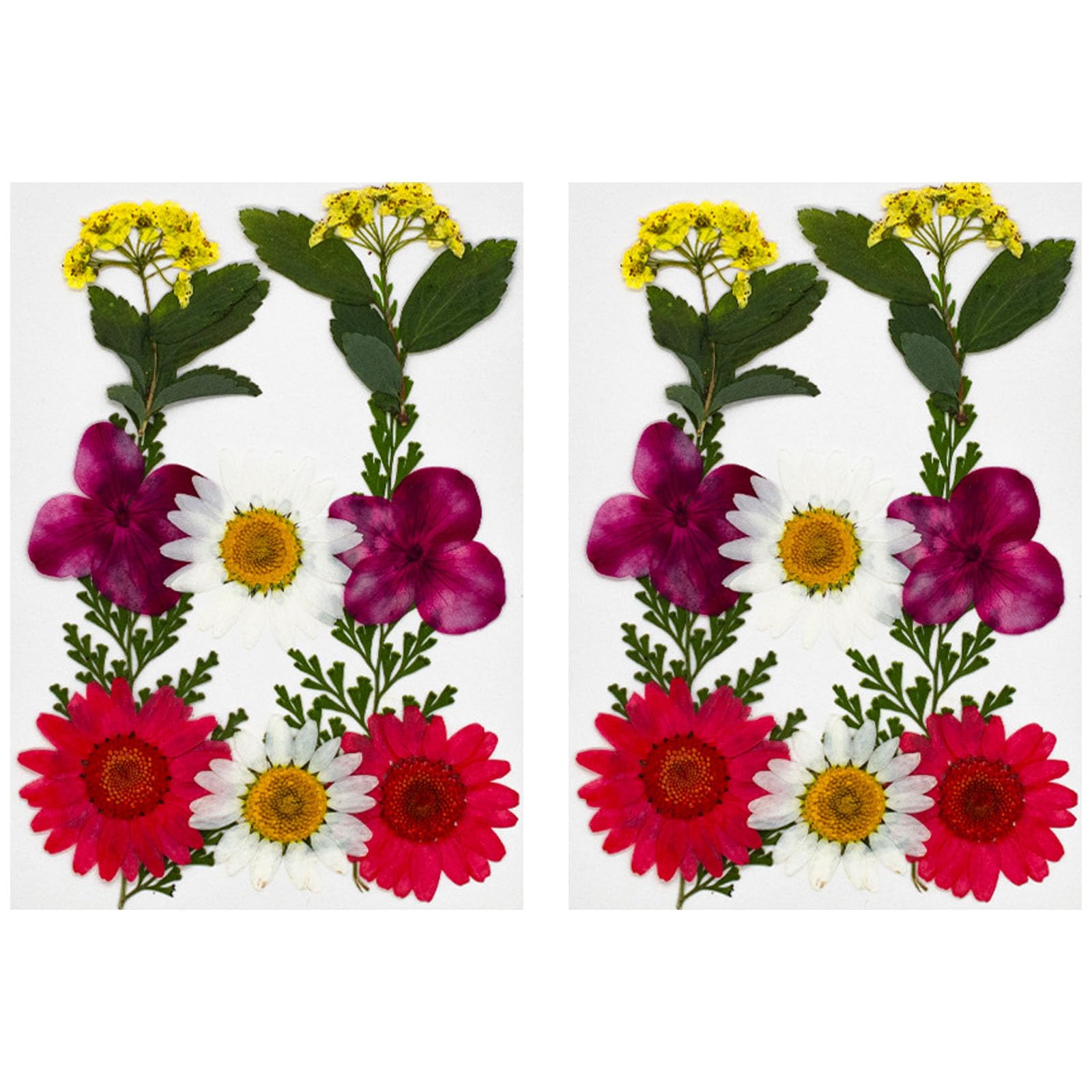 Tsophreniq 20Pcs Natural Dried Flower for Bookmarks Jewelry Making Natural Pressed Dried Flower Leaves for Art Craft Pressed Craft Supplies